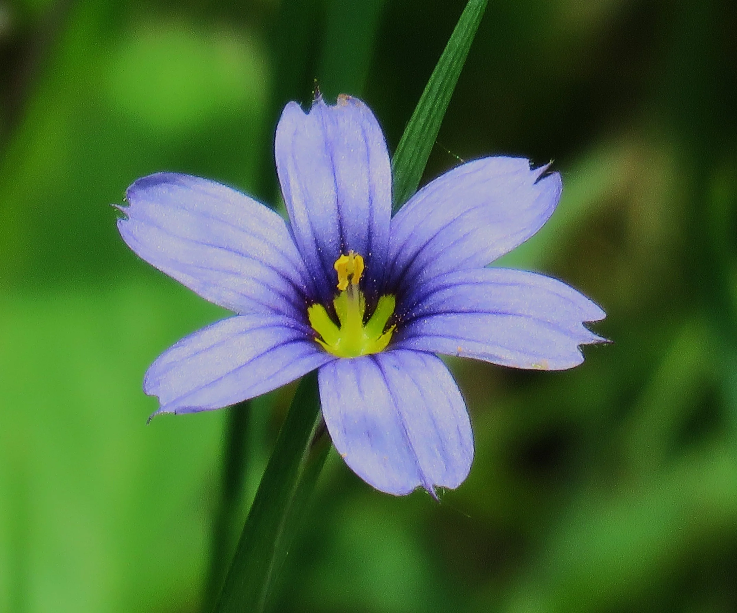 Blue-eyed Grass 061020.JPG