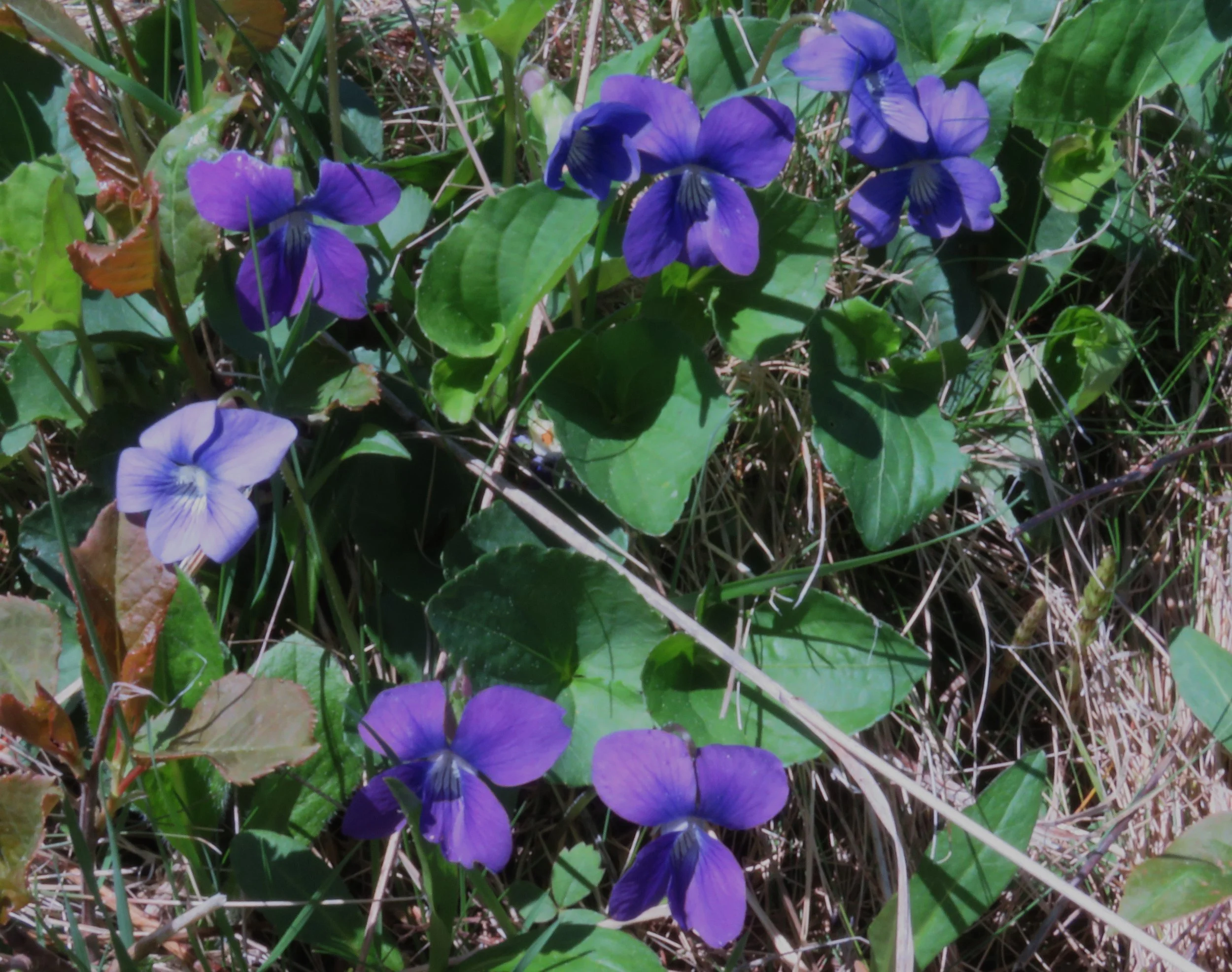 Violets 052225 first ones on dam.JPG