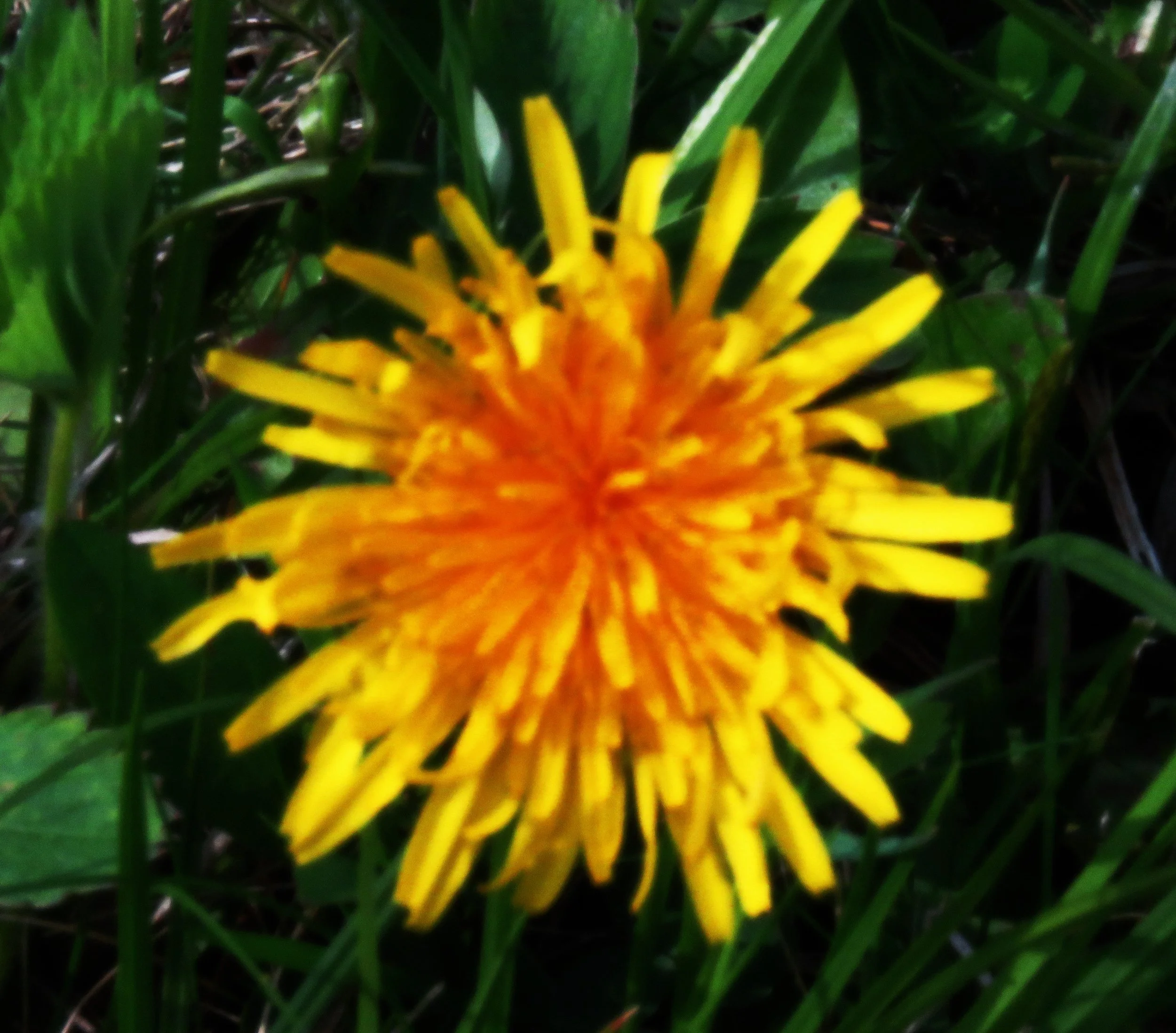 Dandelion 051325 on dam.JPG