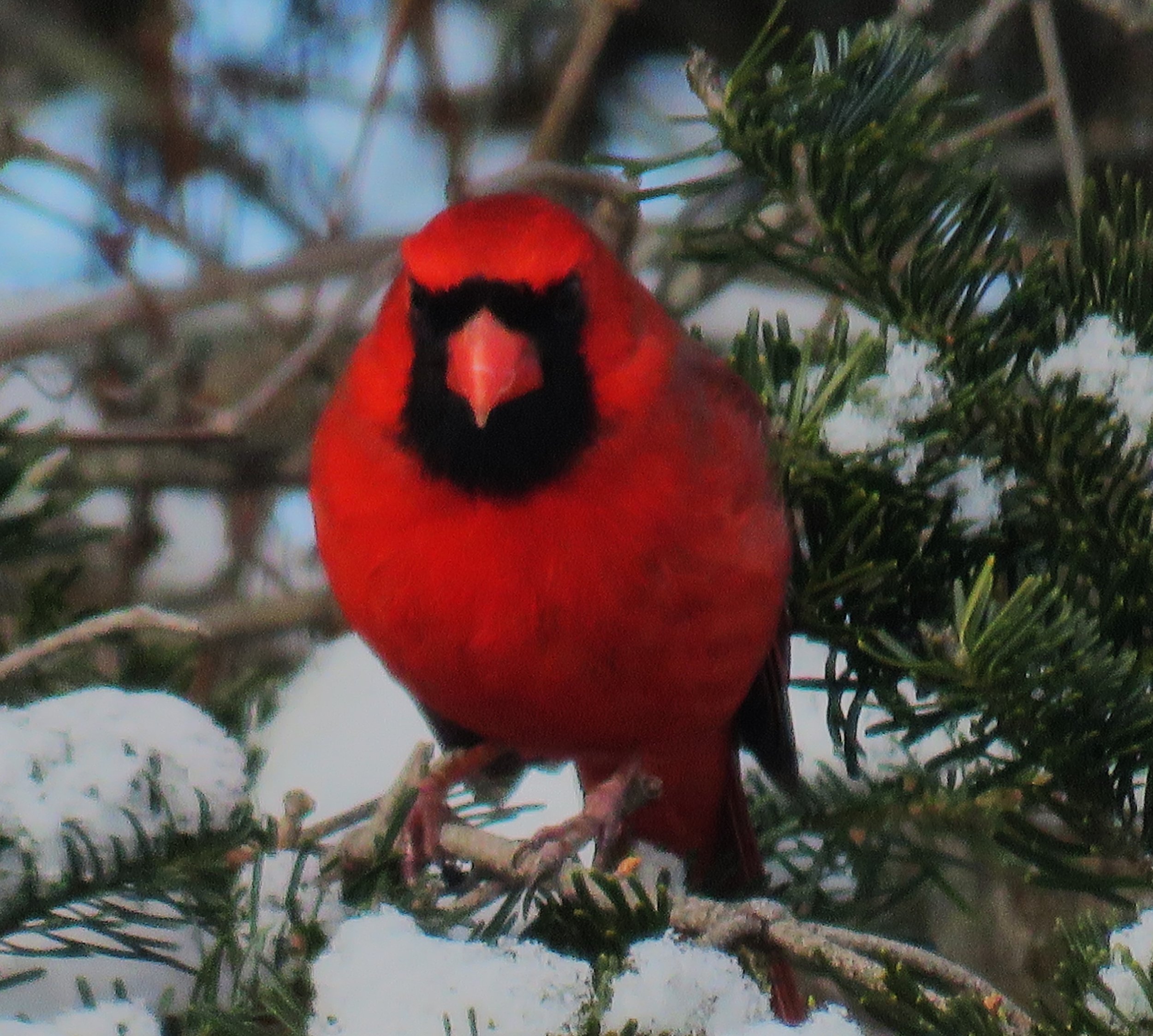 Phenological Phacts and Photos                                          with Carl Martland / December 2025