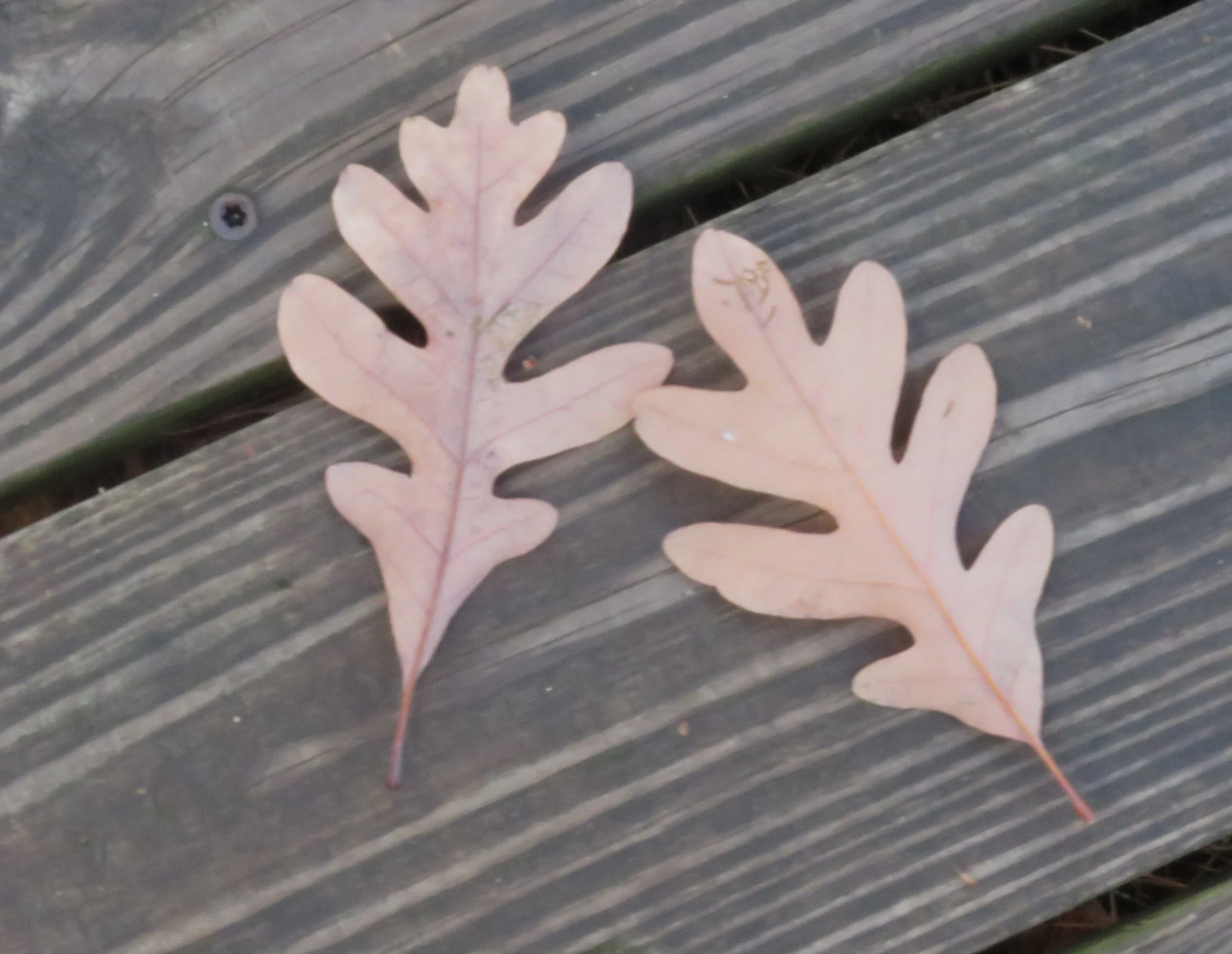 White Oak 103125 (2).JPG