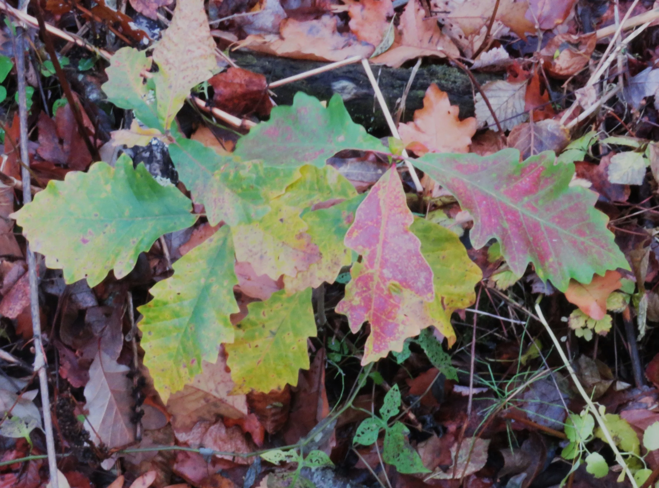 Swamp White Oak 1031025 (3).JPG