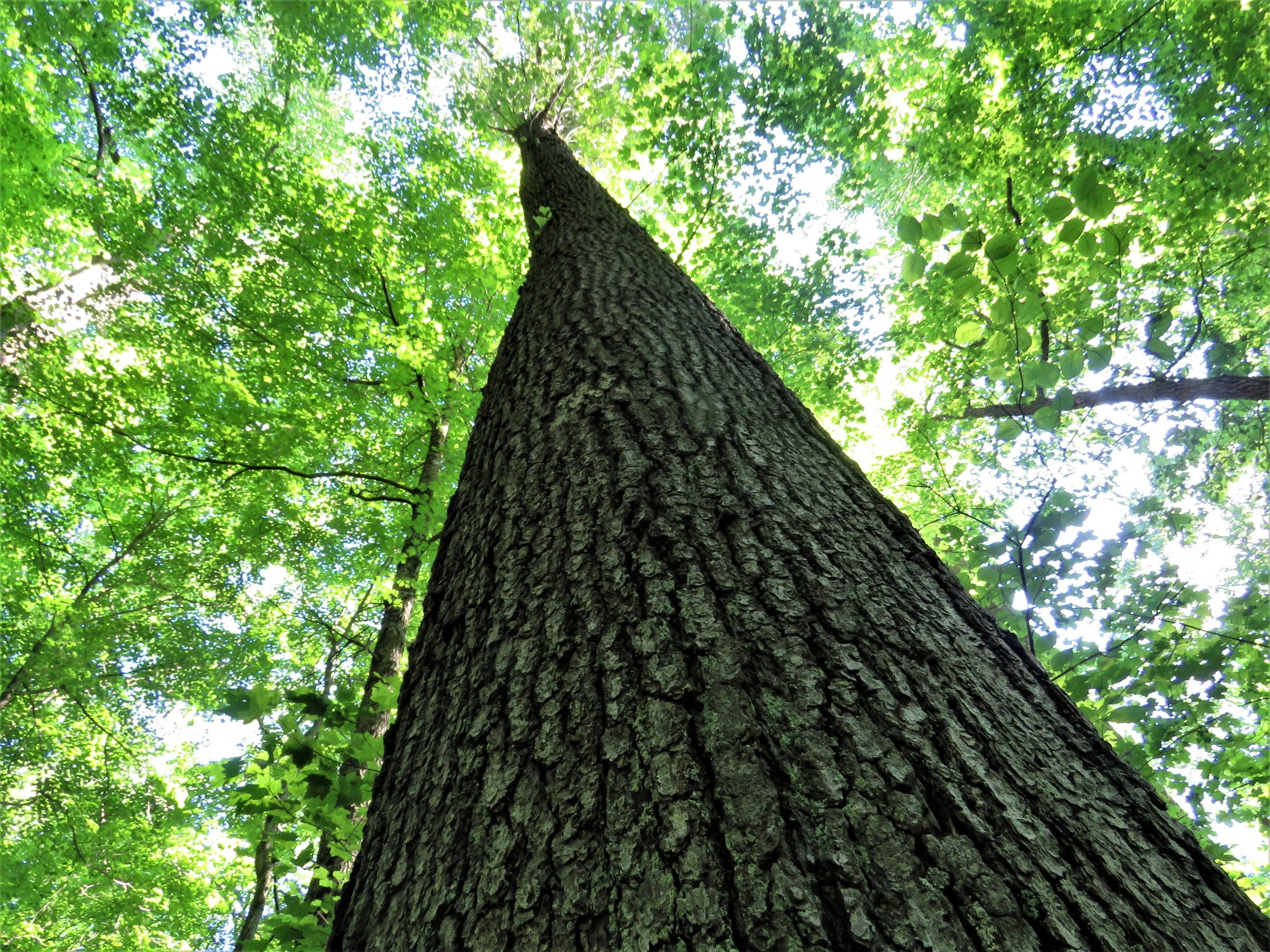 Phenological Phacts and Photos with                     Carl Martland / January 2026