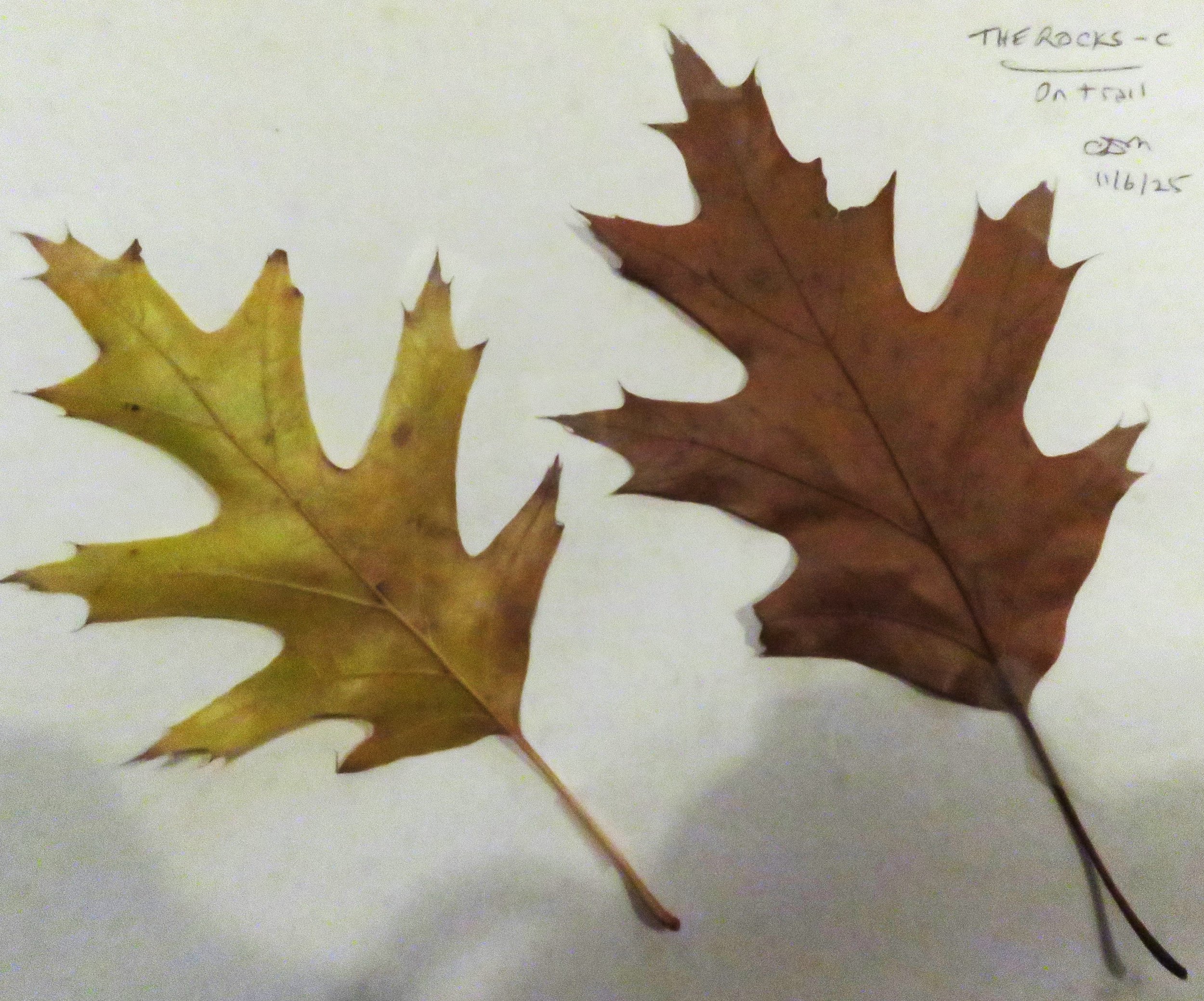 Oak Leaves from The Rocks 110725 (3).JPG