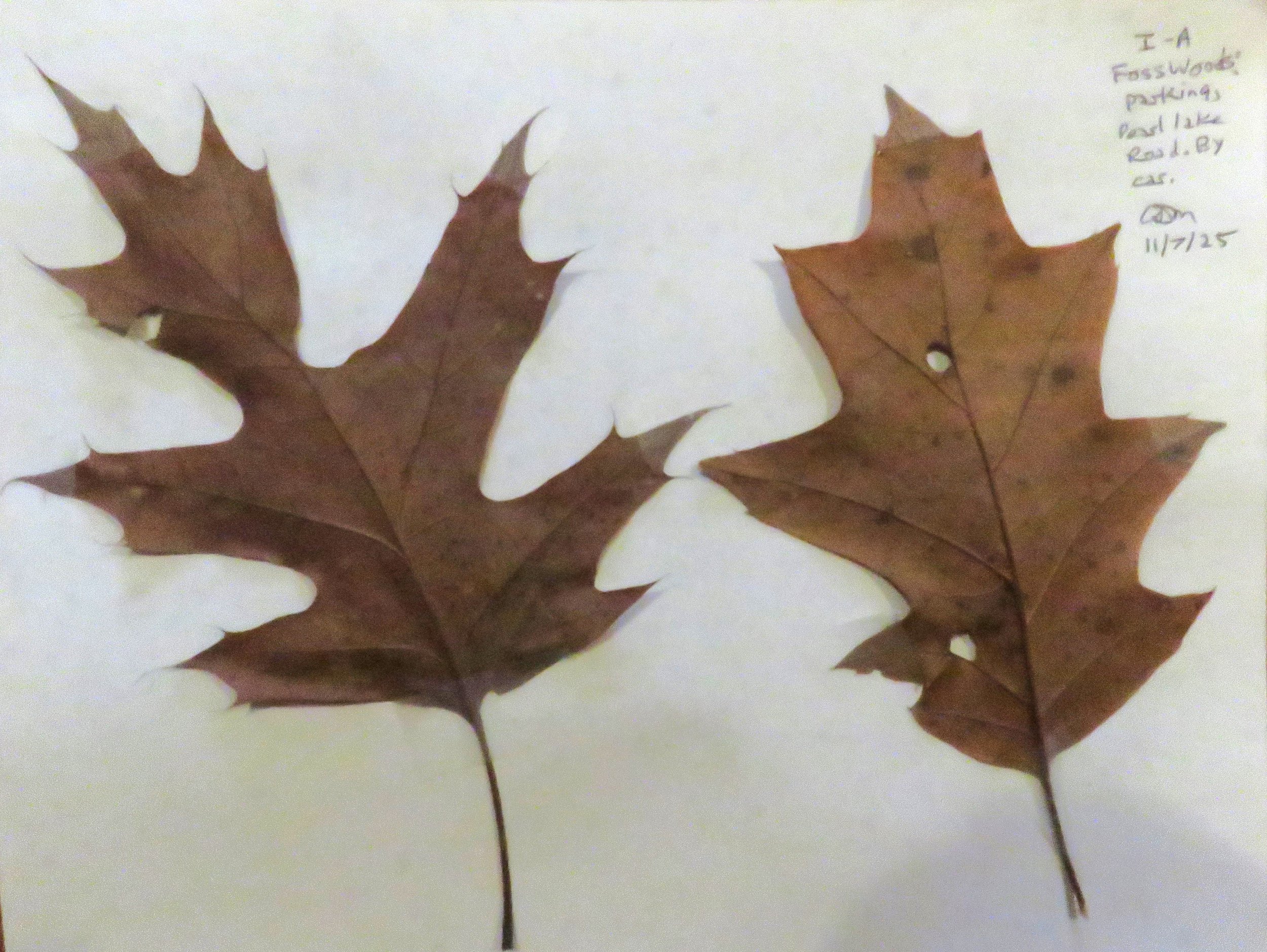 Oak leaves Foss Woods  (4).JPG