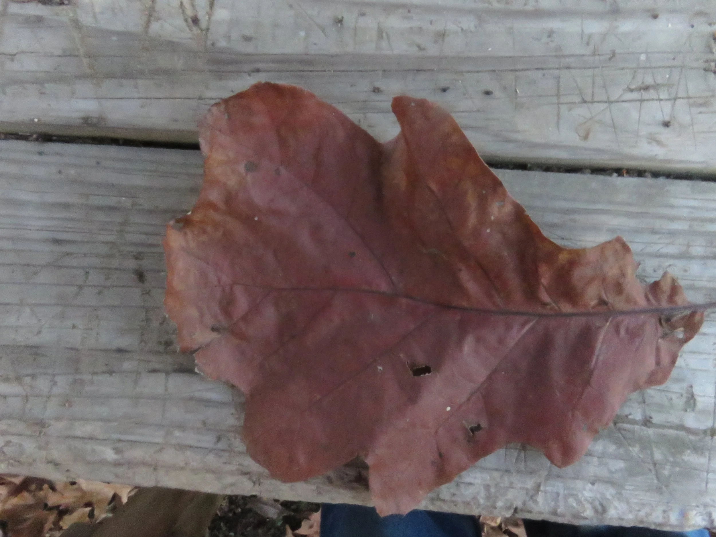   Black Jack Oak   Shakamak Park  
