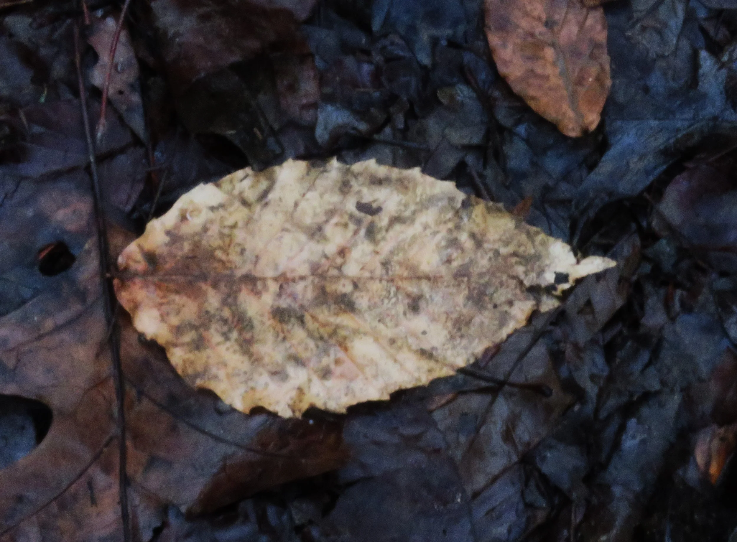 Chinkapin Oak leaves Turkey Run SP 122725 (15).JPG