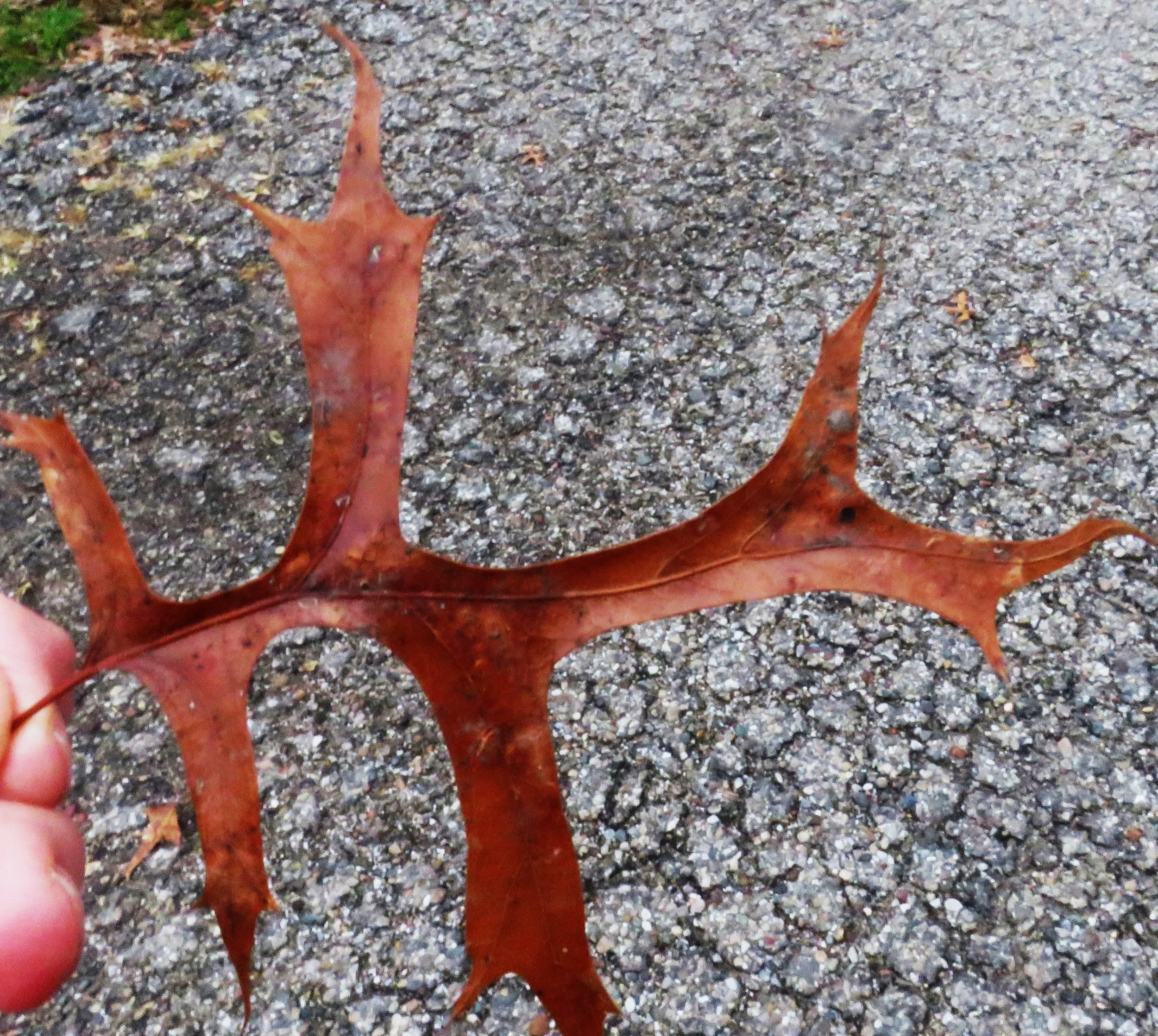 Southern Red Oak leaves Dobbs Park 112025 (5).JPG