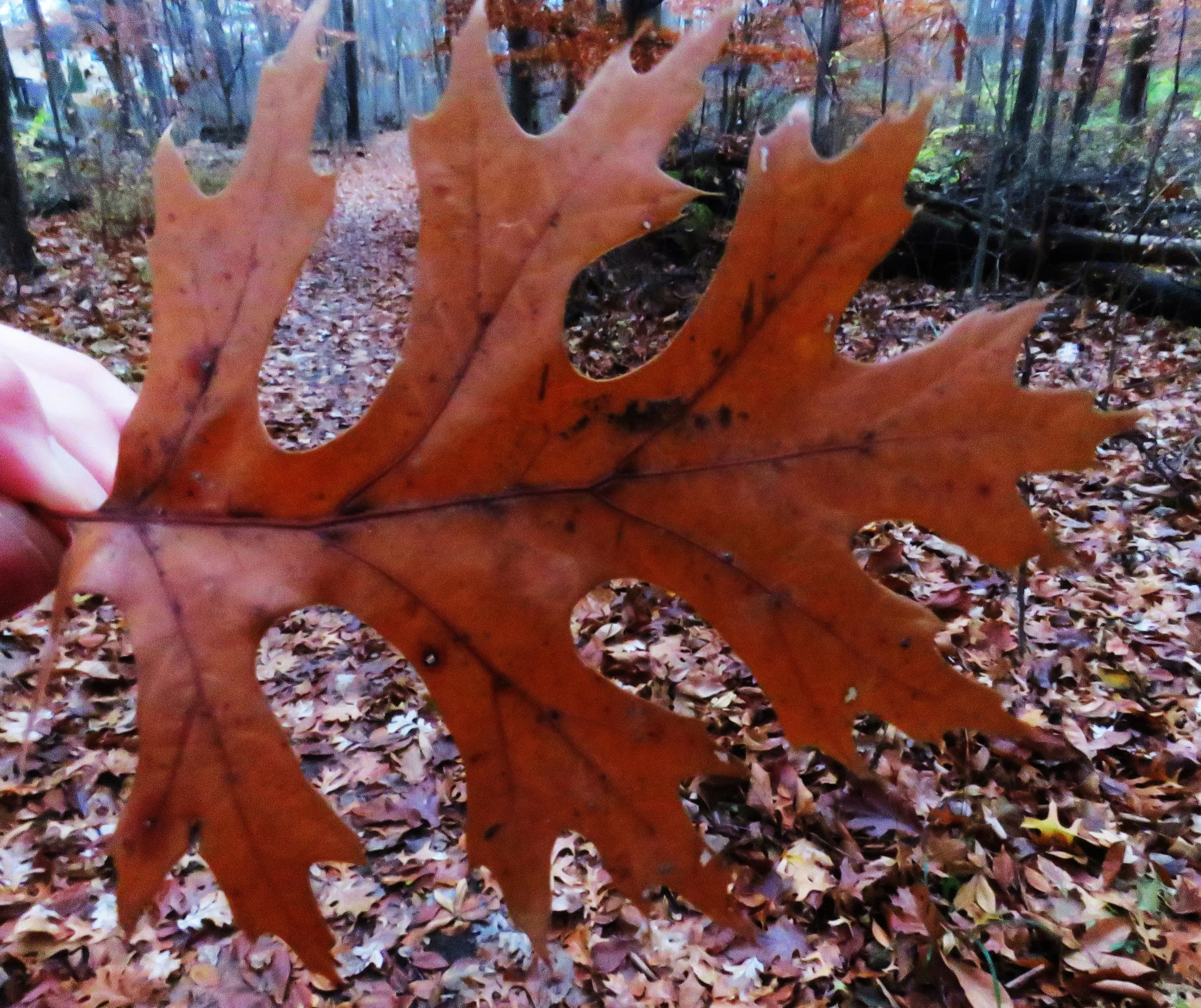 Northern Pin Oak leaves Dobbs Park 112025 (8).JPG