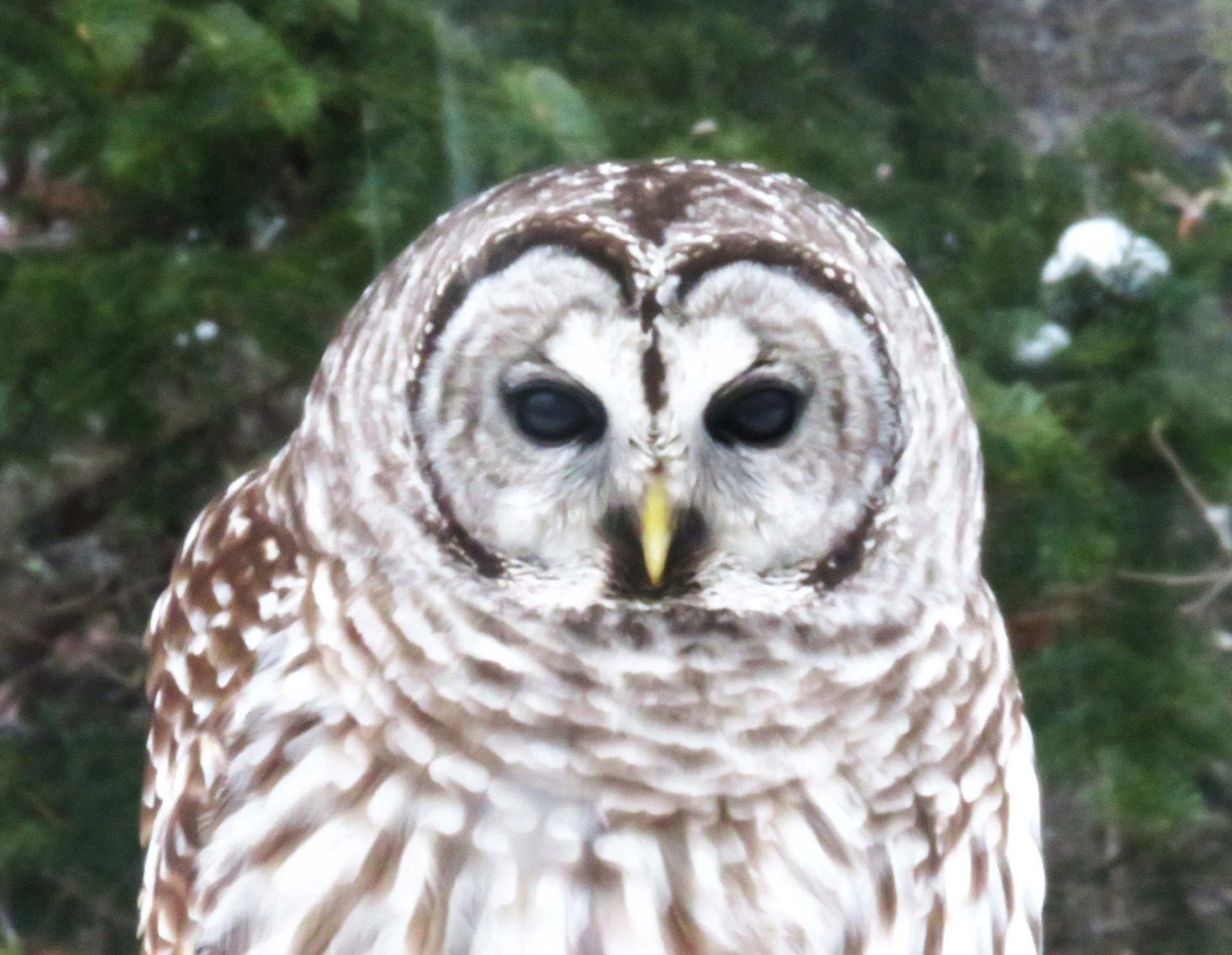 Phenological Phacts and Photos with Carl Martland / February 2026