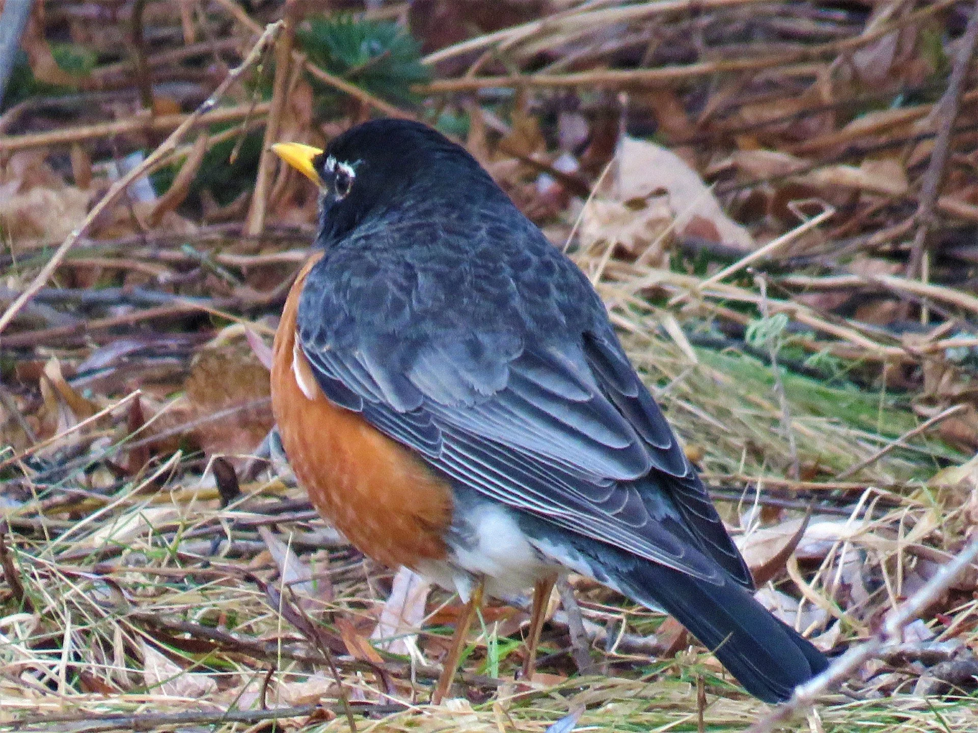 Phenological Phacts and Photos with Carl Martland / March 2026