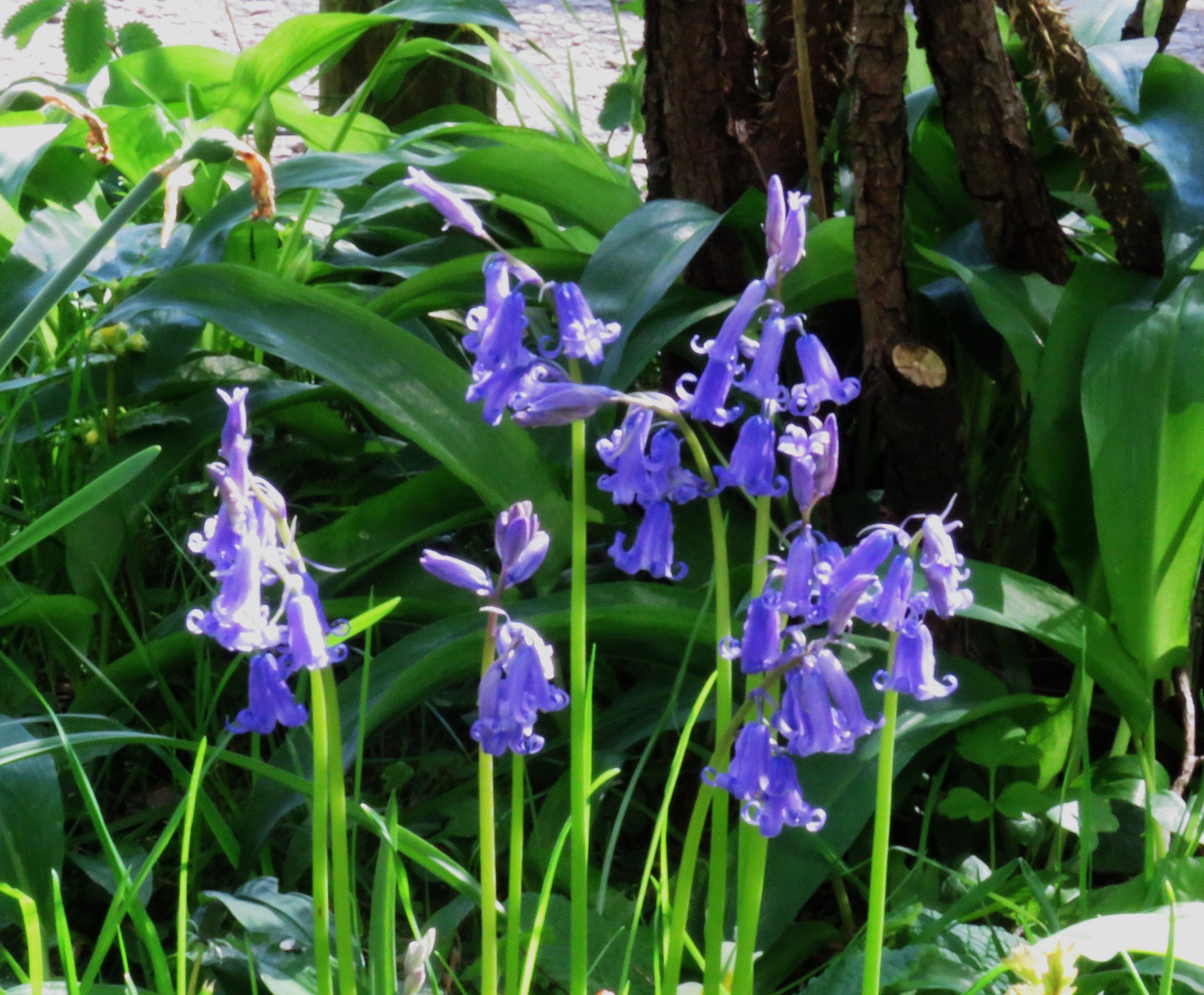 Phenological Phacts and Photos with Carl Martland May — 2026