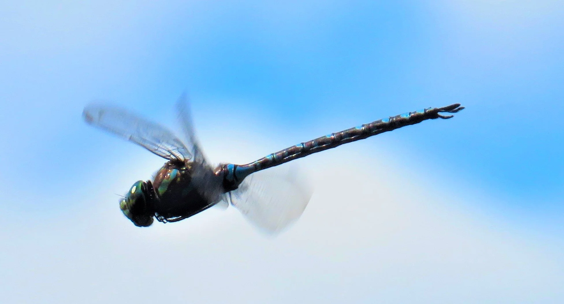 Phenological Phacts and Photos: Mosaic Darters by Carl D. Martland