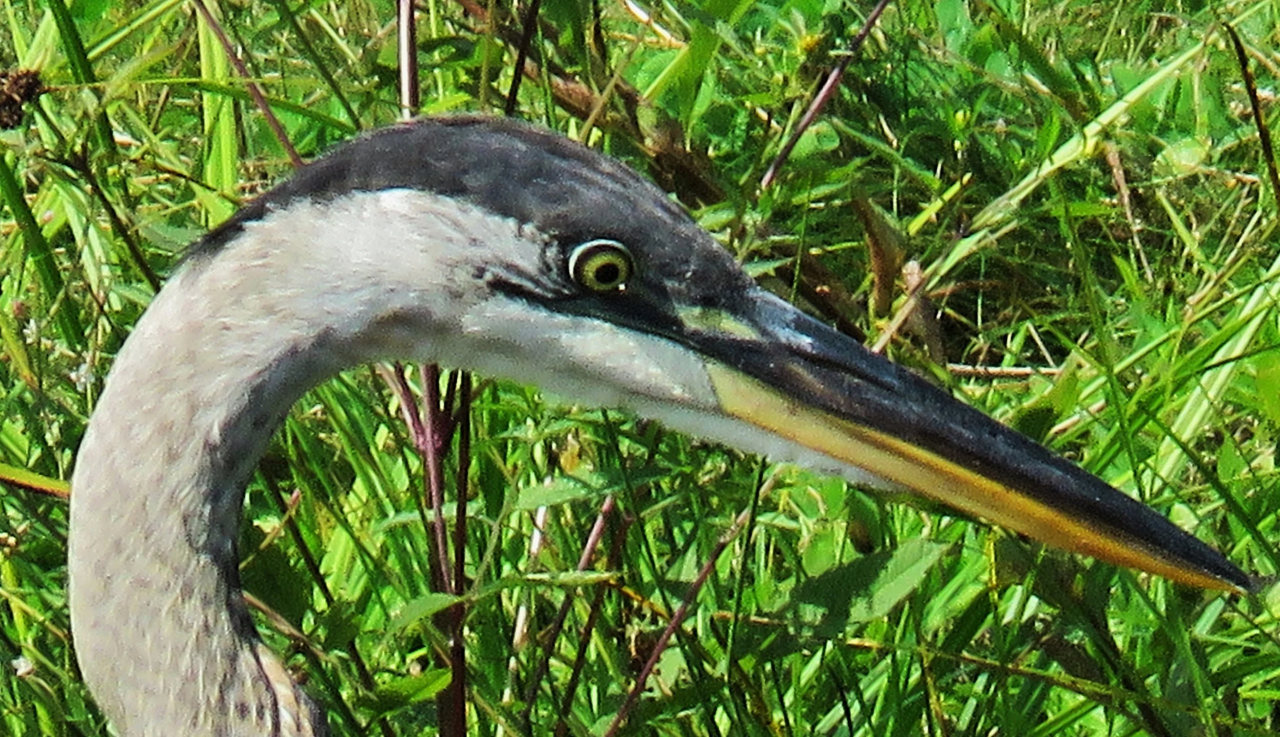 Phenological Phacts and Photos: Great Blue Heron by Carl D. Martland