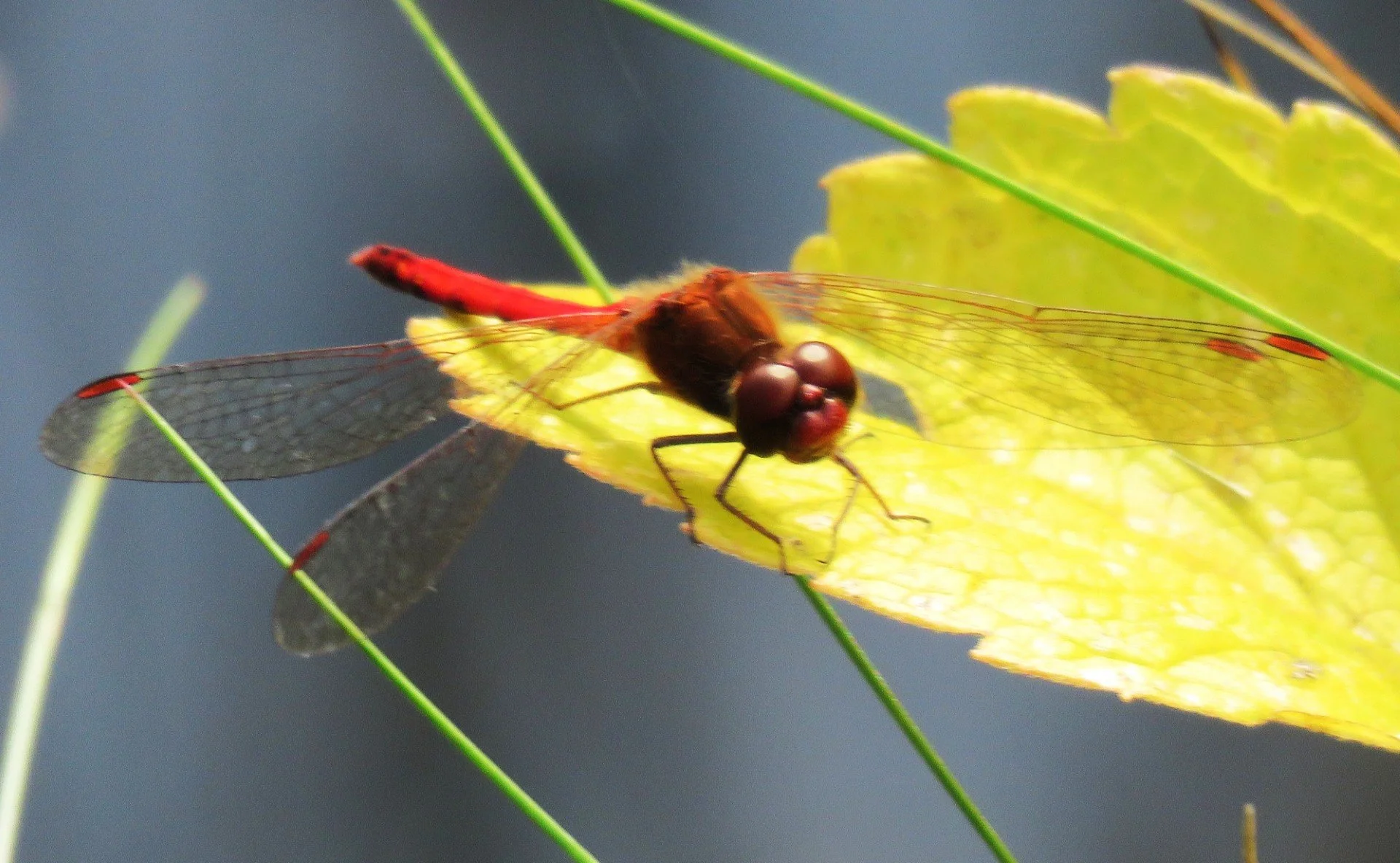 Phenological Phacts and Photos: Coolest Dragonflies by Carl D. Martland