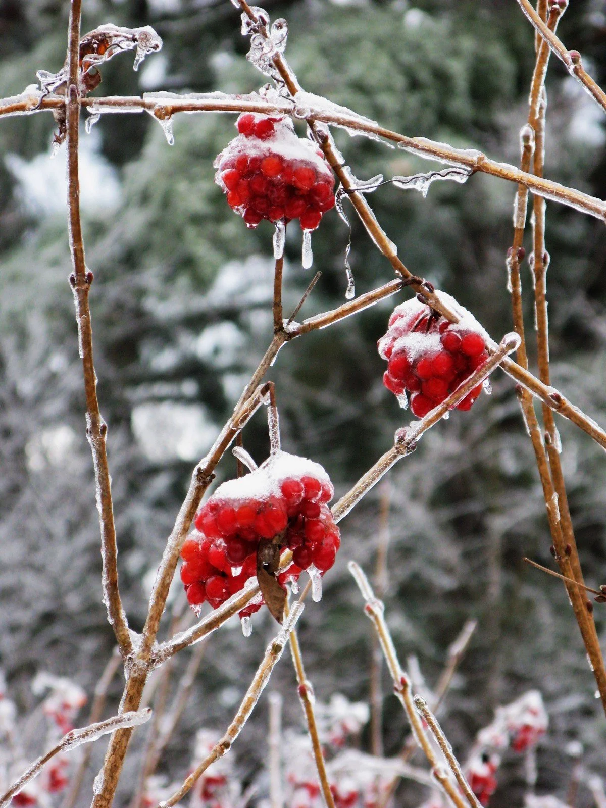 Phenological Phacts and Photos with Carl Martland: Just Before the Snow November 2026