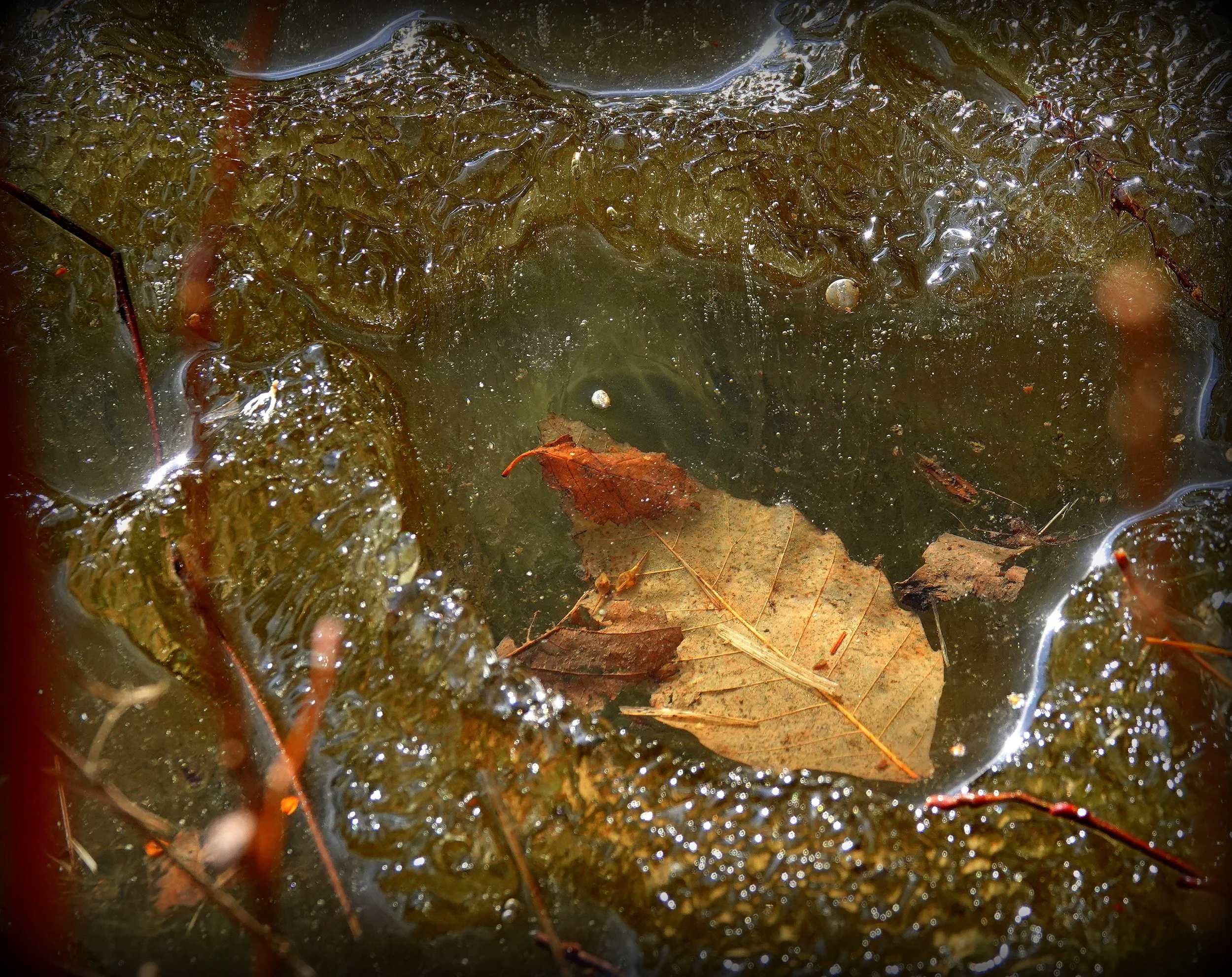 Chapter 5 Reflections on Mud Dialog — Ammonoosuc Conservation Trust