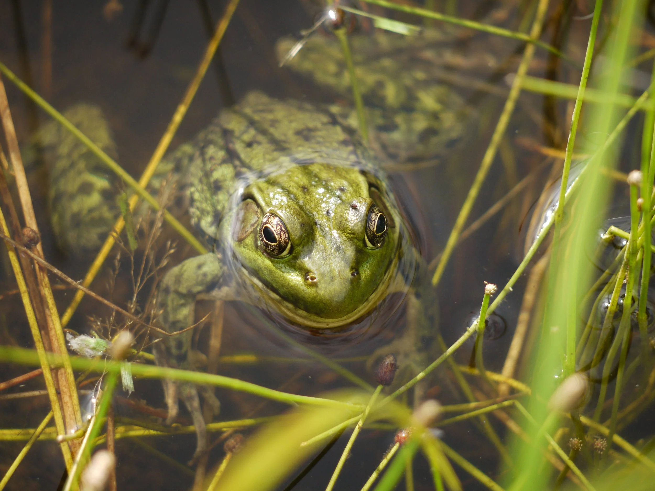 Chapter 5 Reflections on Mud Dialog — Ammonoosuc Conservation Trust