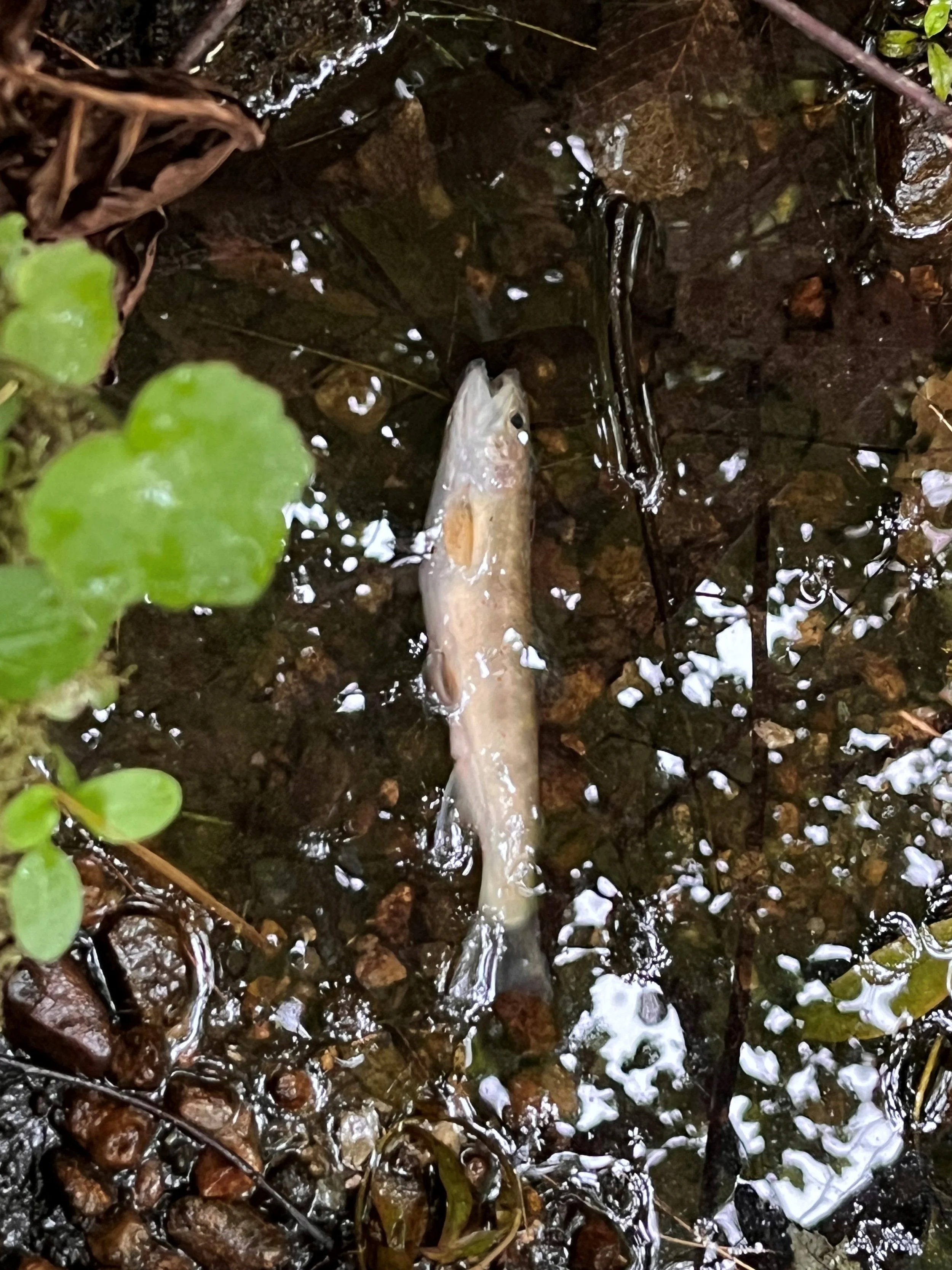 Chapter 8 Reflections on Water & Drought Dialog — Ammonoosuc ...