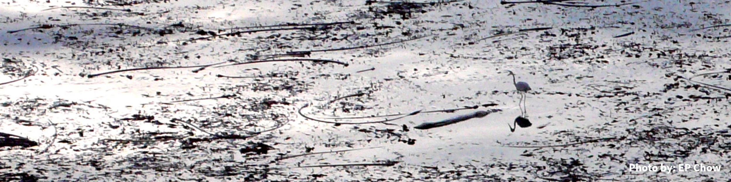 October Reflections on Water Site Header.png
