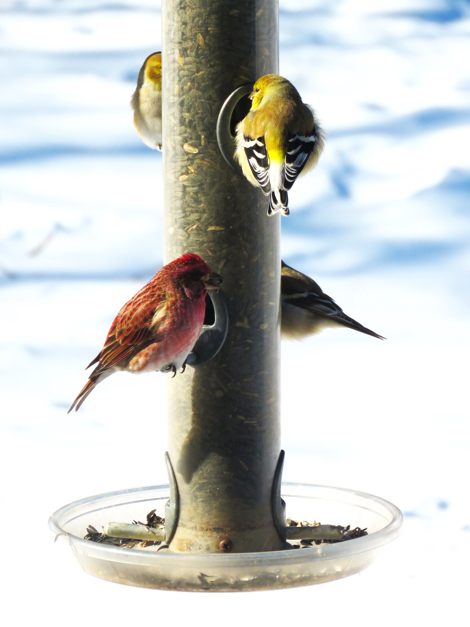 Expert Guide: Unveiling the Difference Between Finches and Chickadees