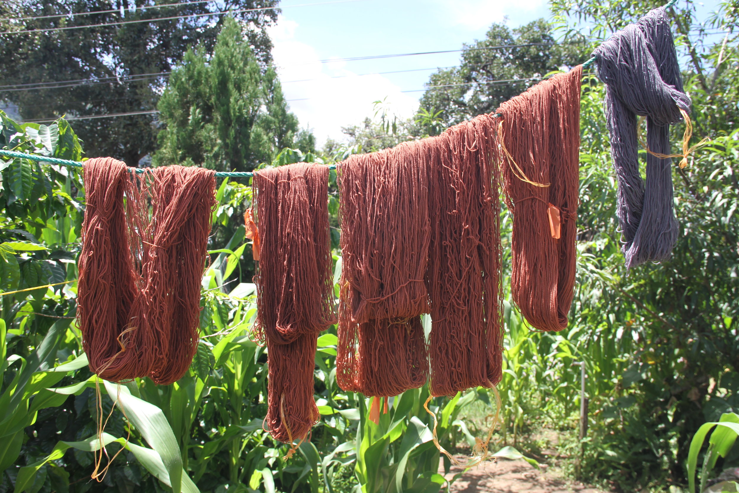 drying among corn.JPG