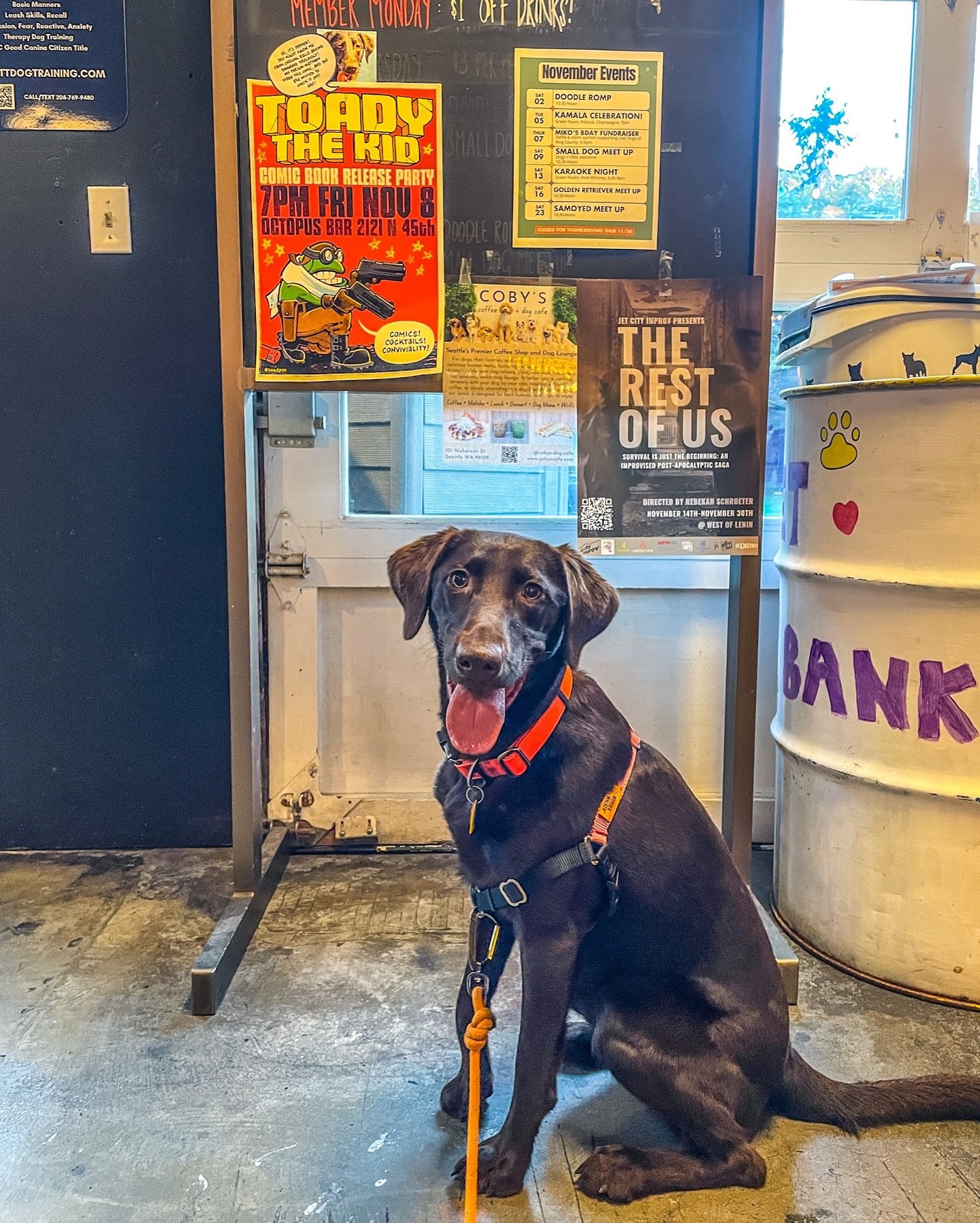 Hi friends. Here's my sweet dog in front of a flyer for Toady the Kid's comic book release party. If you're near Seattle, I would love to see you there! It's this Friday, 11/8, at the Octopus Bar, 2121 N 45th, at 7:00PM.

#makingcomics 
#comicbookrel
