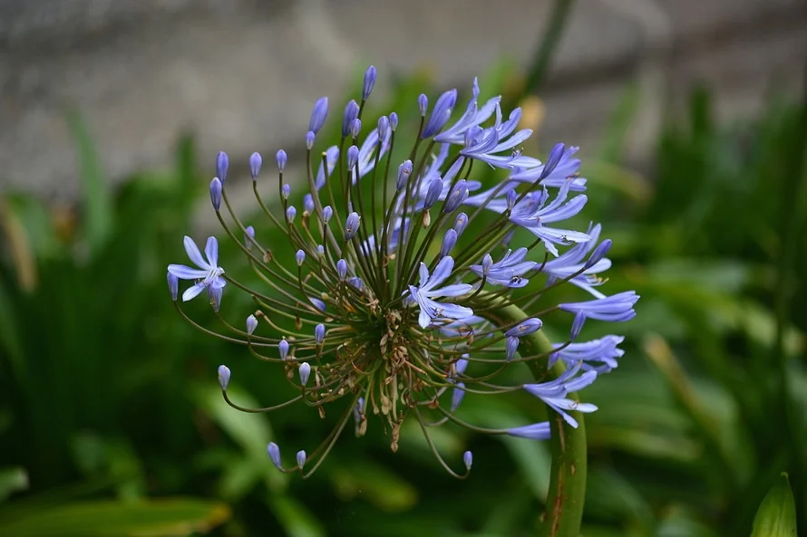 What is Homeopathic Medicine?