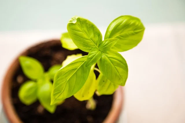 Benefits of Holistic Treatments