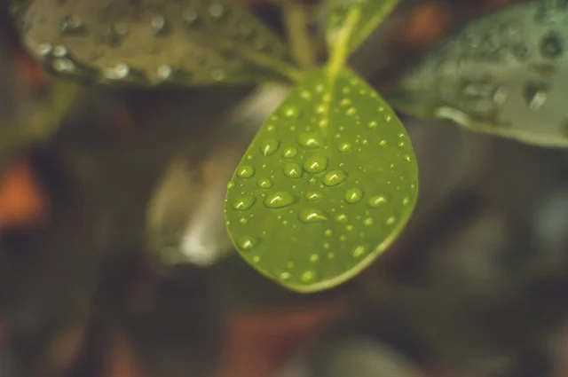 The Natural Healing Benefits of Homeopathy