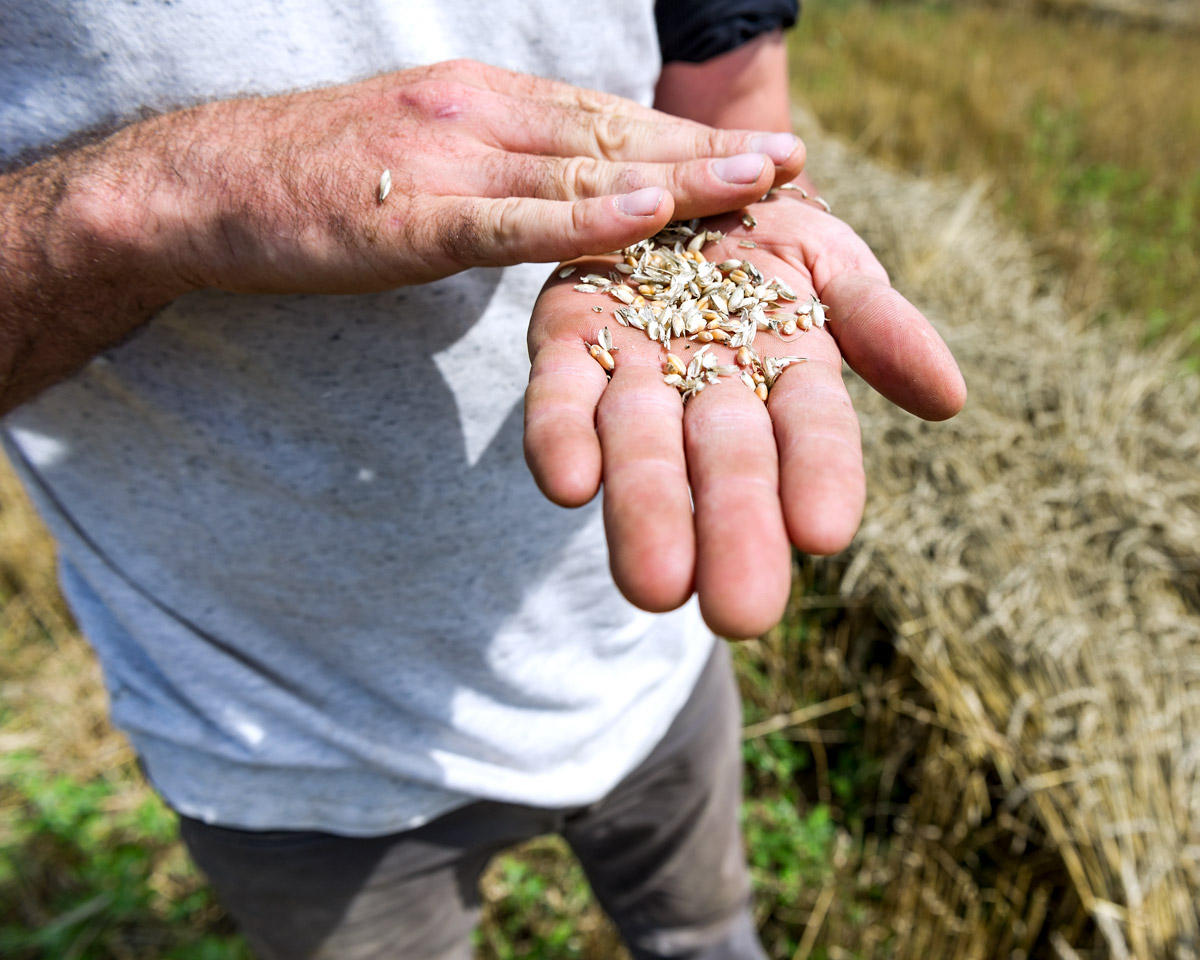 wheat-harvesting-22.jpg