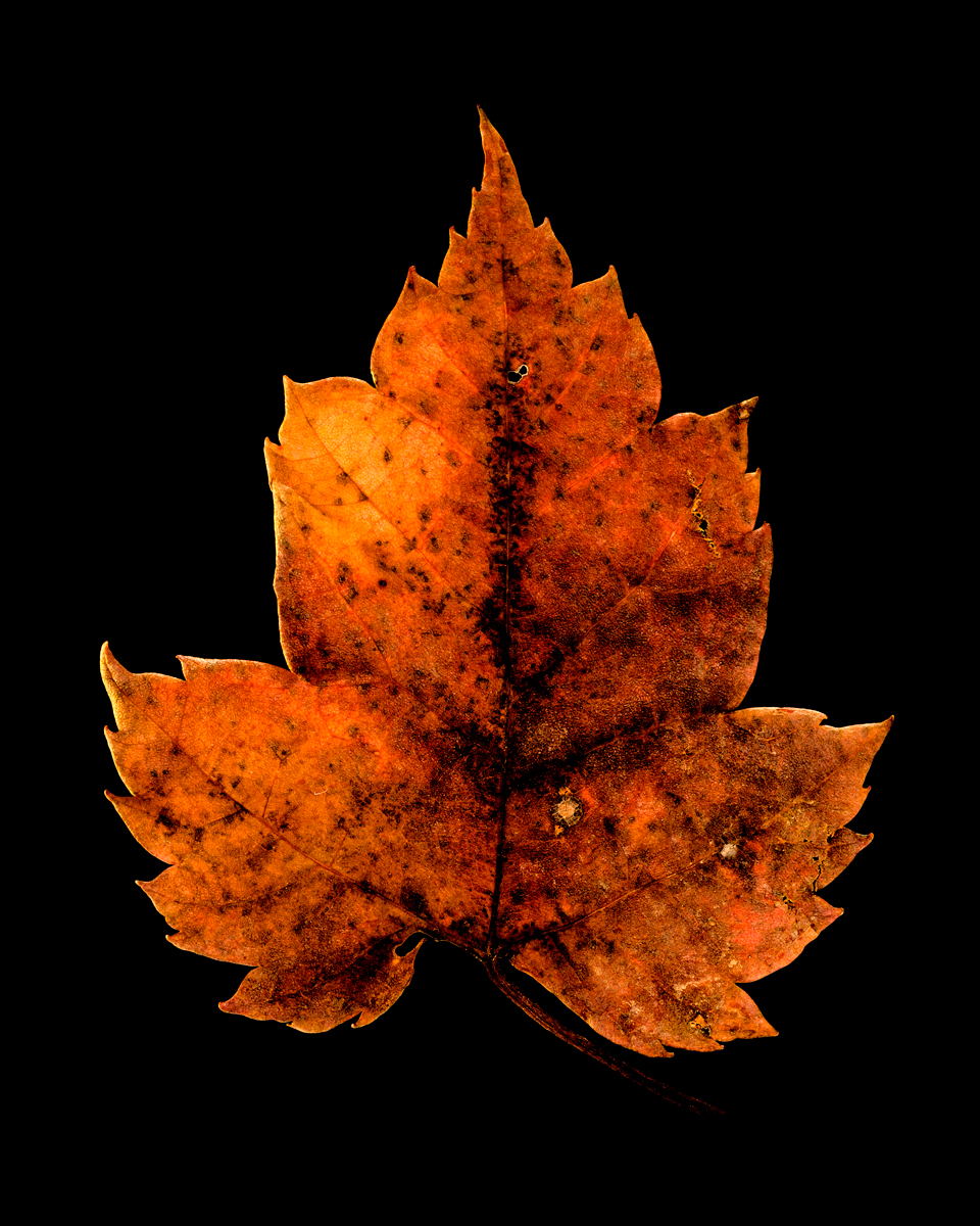 leavesandroses-20LR.jpg