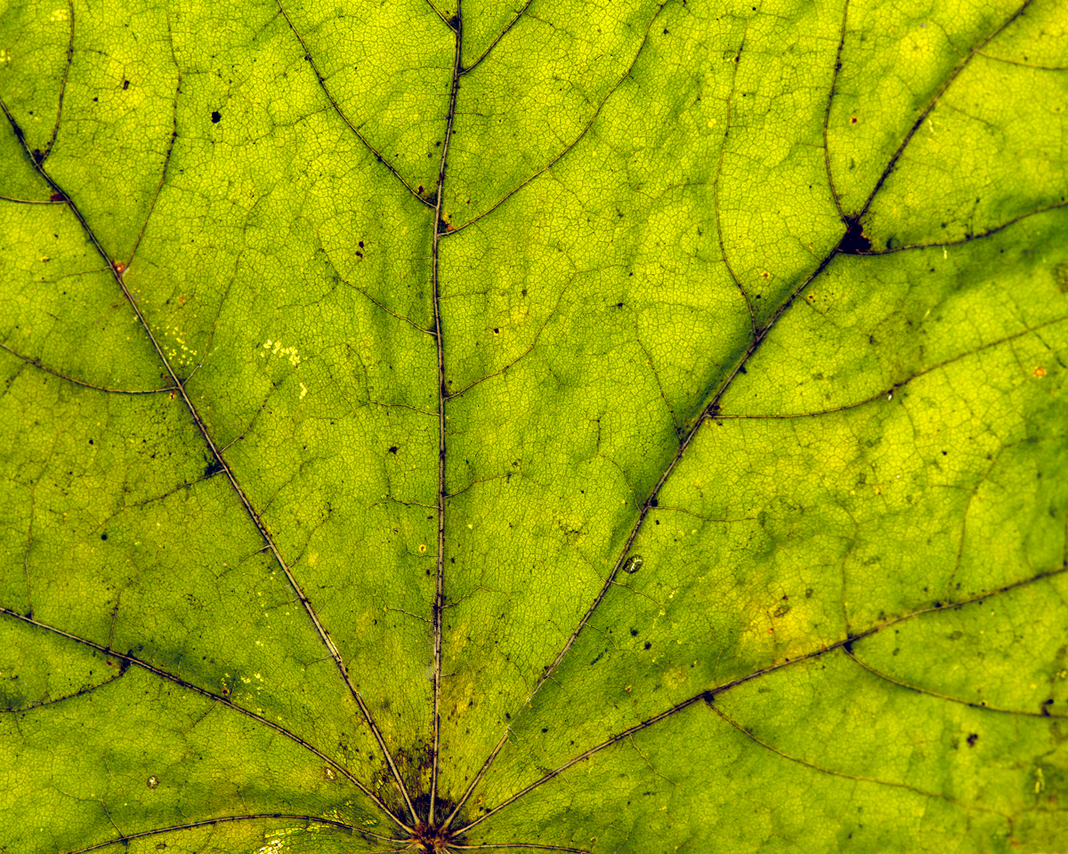 leavesandroses-7LR.jpg