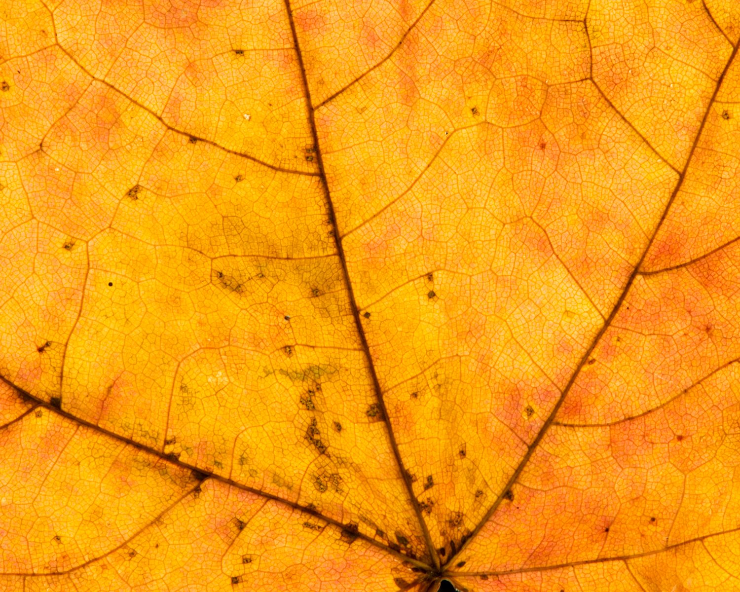 leavesandroses-6.jpg