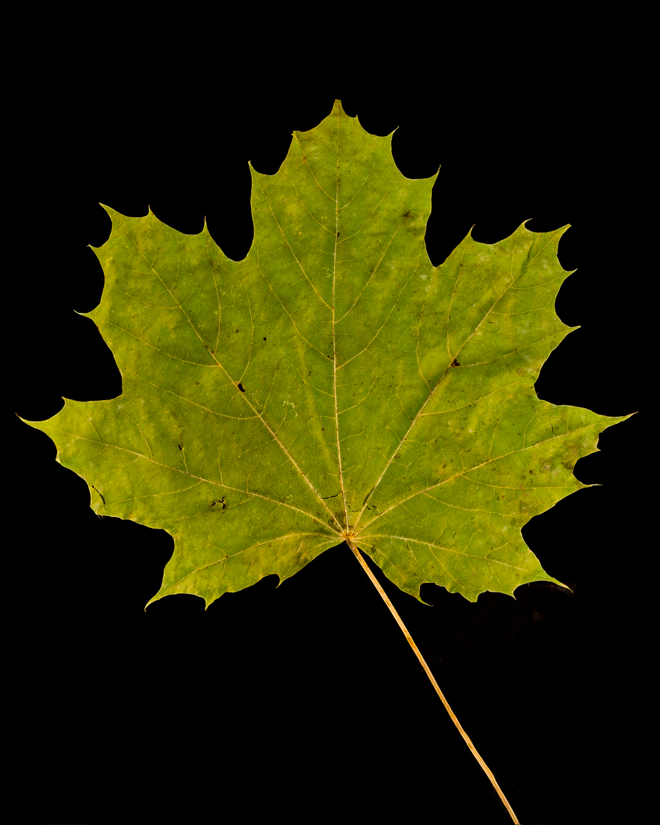 leavesandroses-13LR.jpg