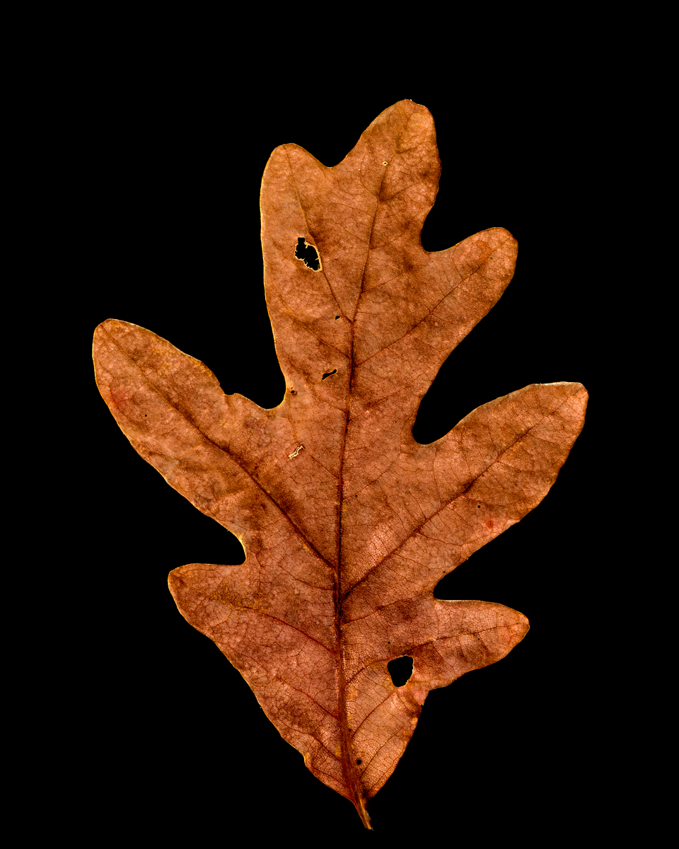 leavesandroses-17LR.jpg