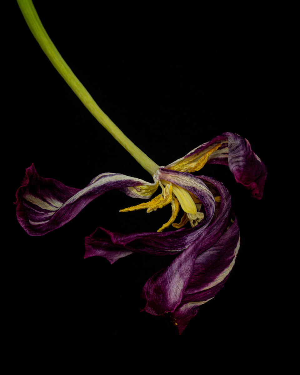 20190522purpletulipsmacro-7LR.jpg