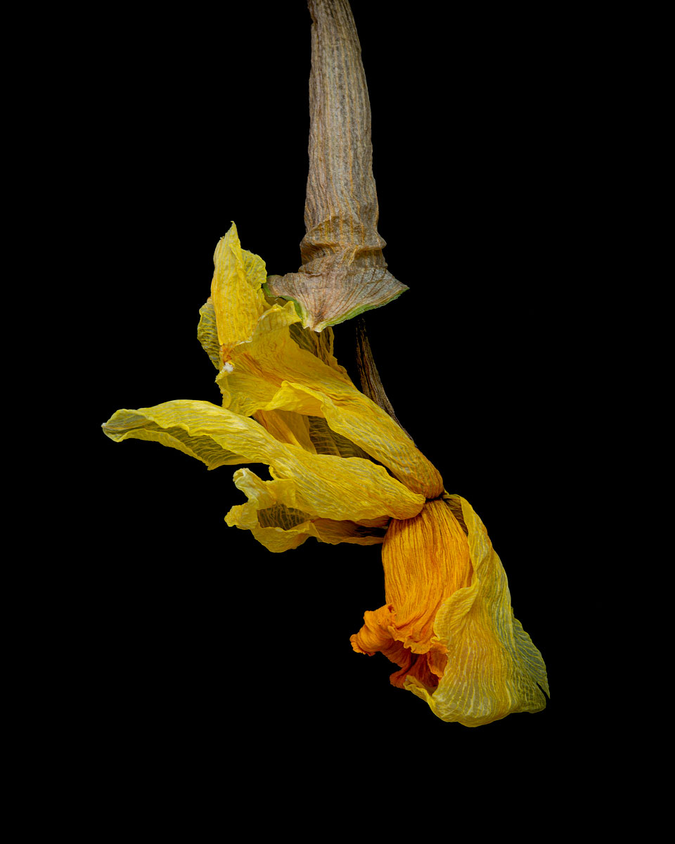 20190522Daffodilsmacro-3LR.jpg