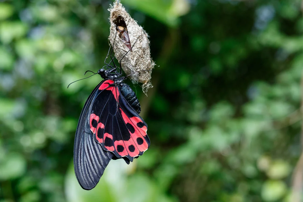 Avatarism Presents: Self-Transmogrification, Part 2