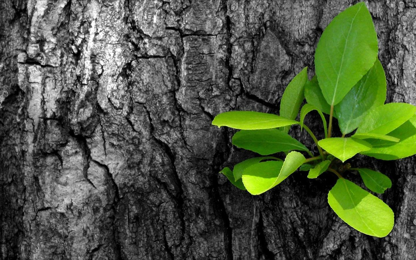 Tree Trunk.png
