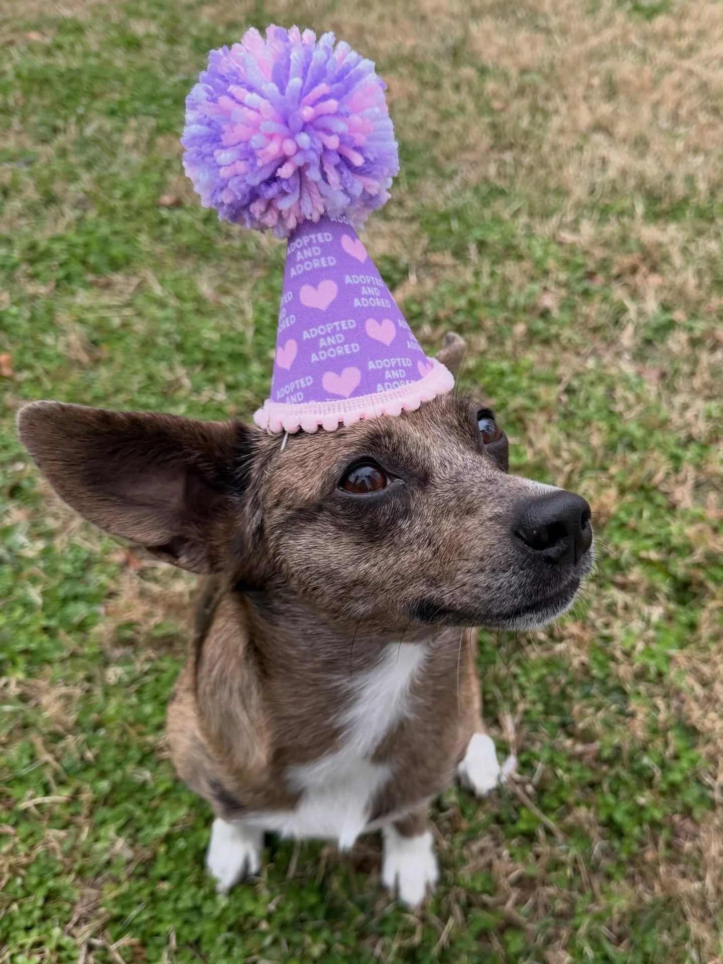 Happy got ya day Christmas! Last year on a snowy January day we decided to make the journey to crossville to pick up a dog we found on the internet. She wouldn&rsquo;t let us touch her in the shelter and the shelter is so decrepit they wouldn&rsquo;t