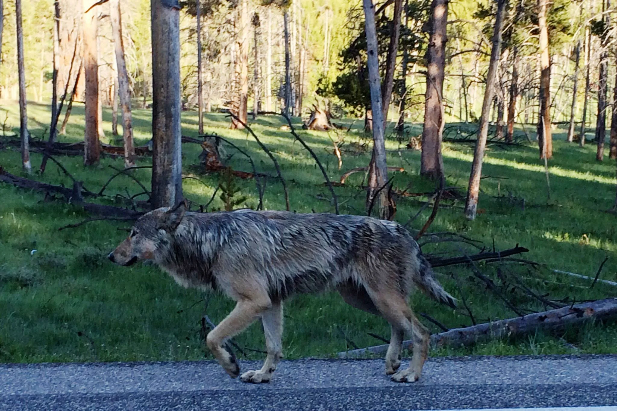 The Wolves of Yellowstone