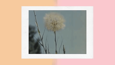 dandelion.gif