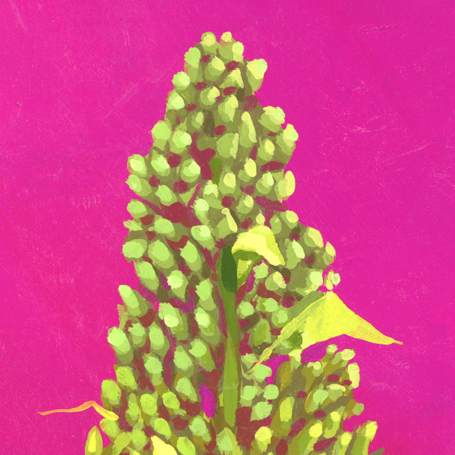 Pink Nolina_painting_detail-02.png