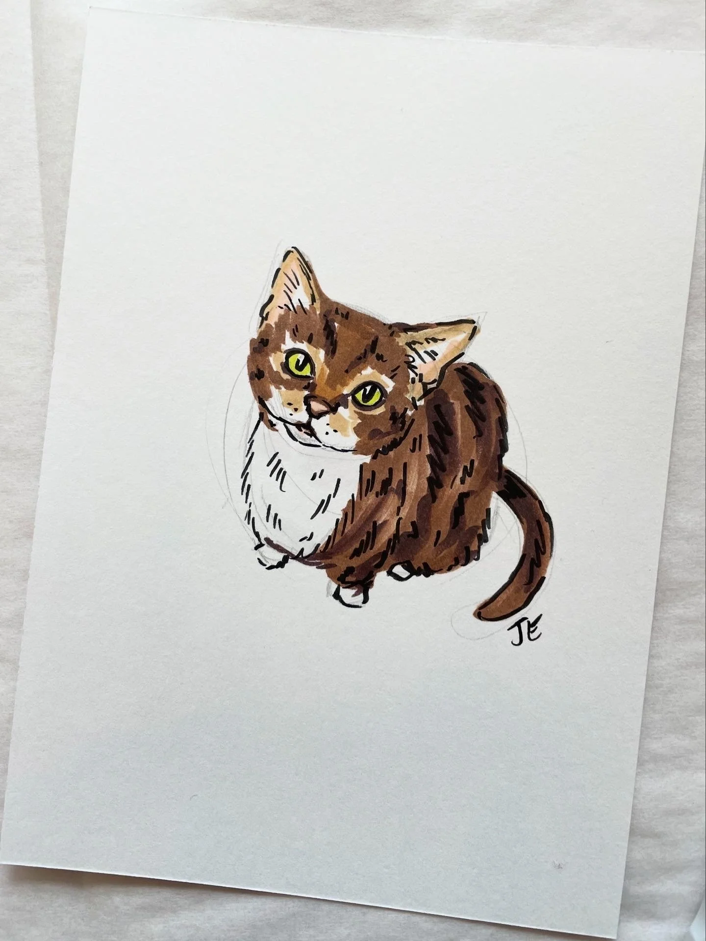 1_hand drawn pet portrait-cat.jpeg