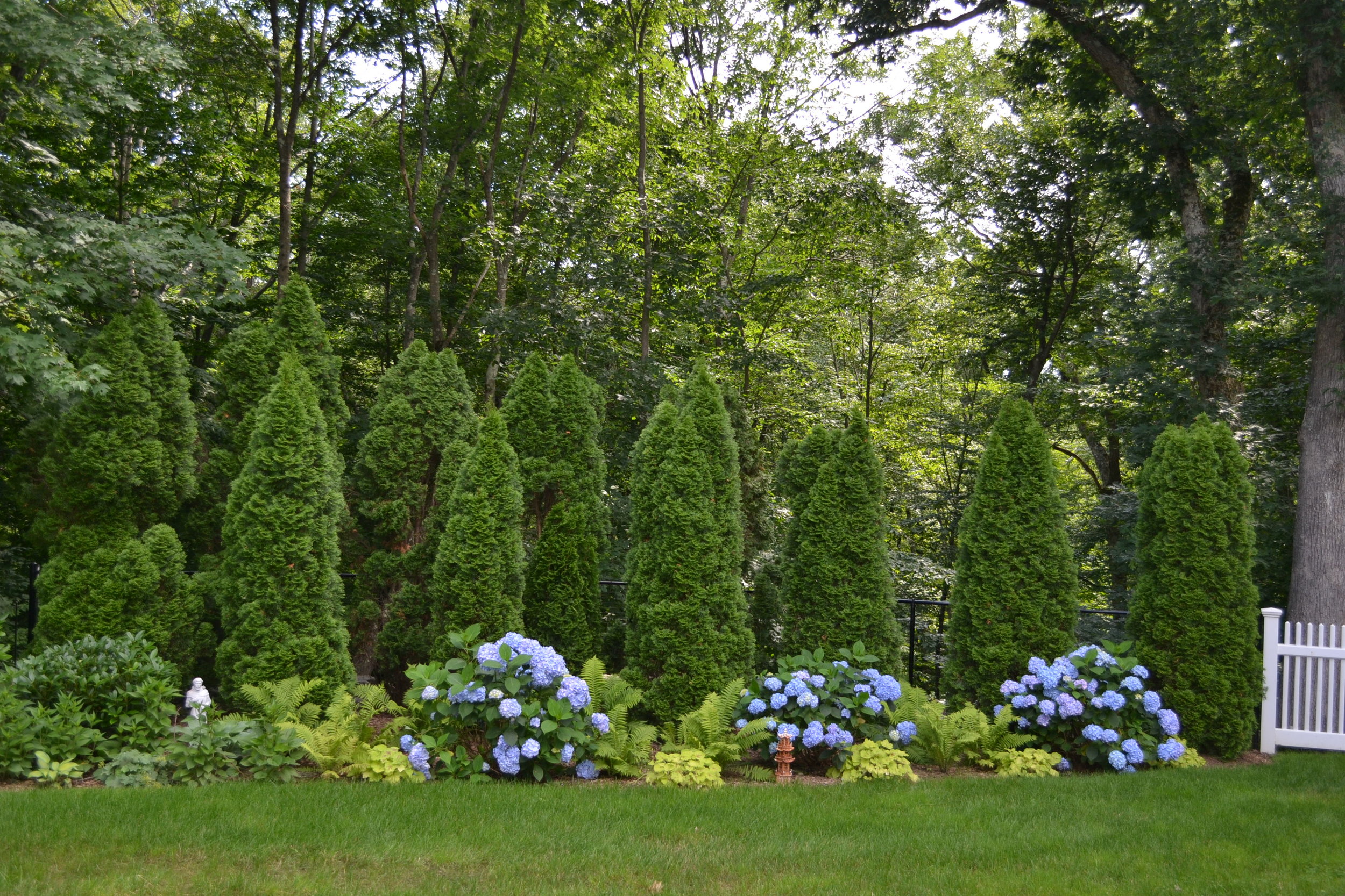 Picerni Hydrangea Border 2.jpg