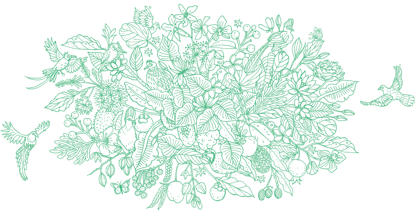 Asylum Seeker Resource Centre: Home of Hope wall illustration - assorted birds, fruits + flowers from Australia's Asylum Seekers' countries of origin