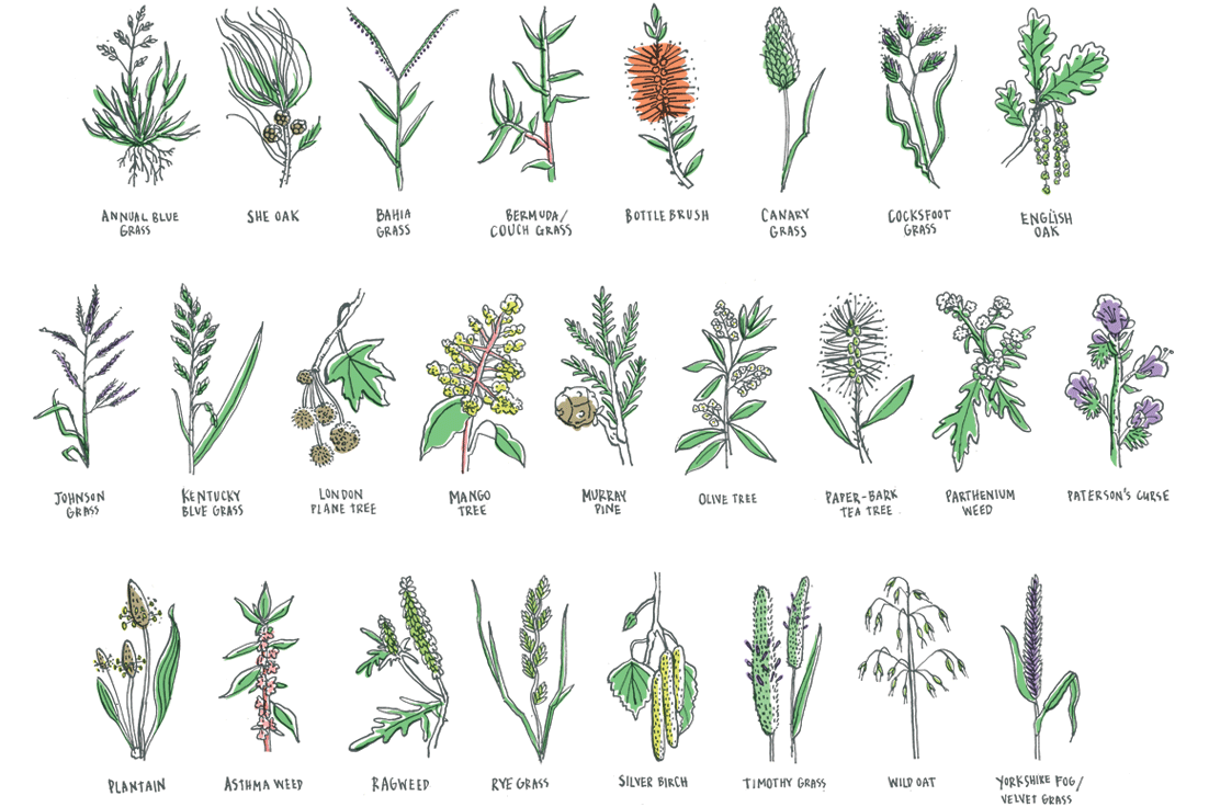 The Guardian: 25 hay fever causing plants