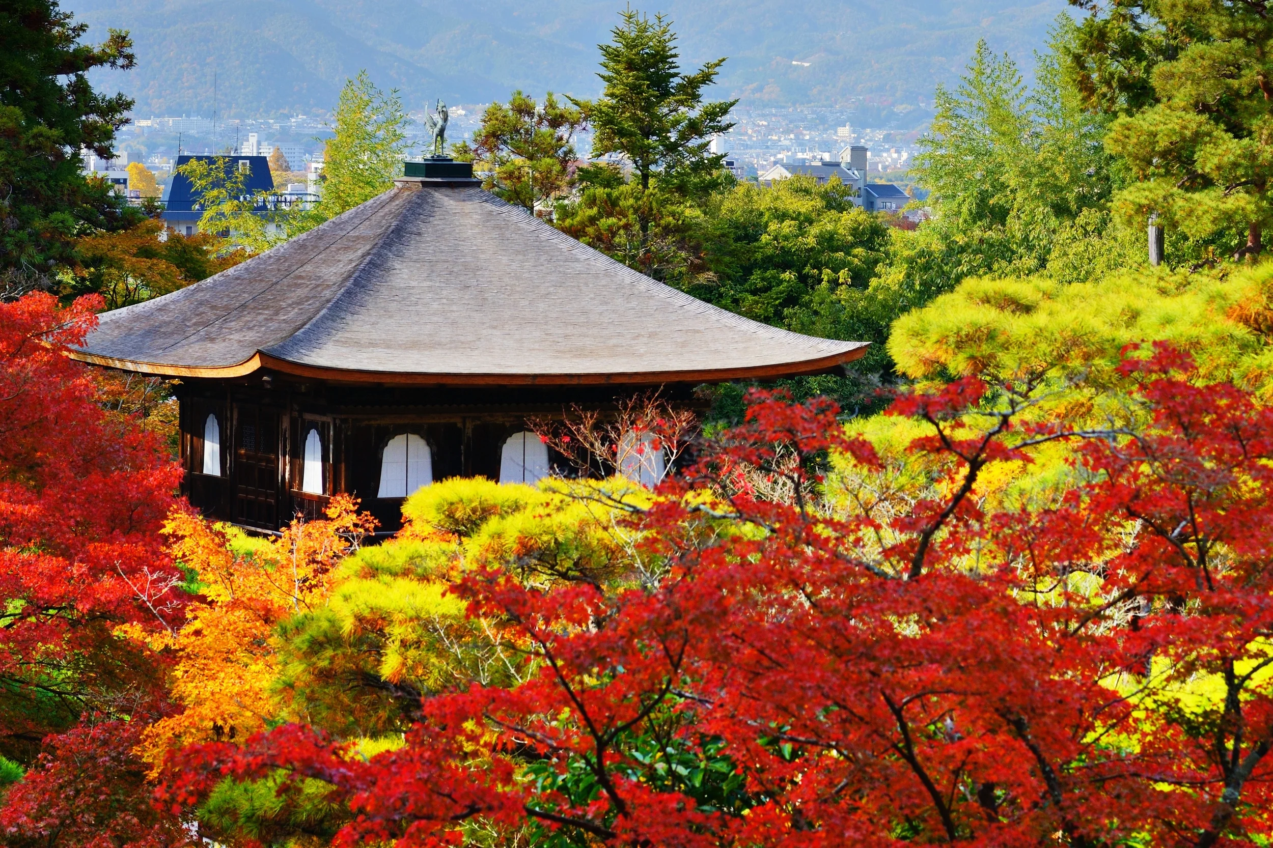Japanese Maple