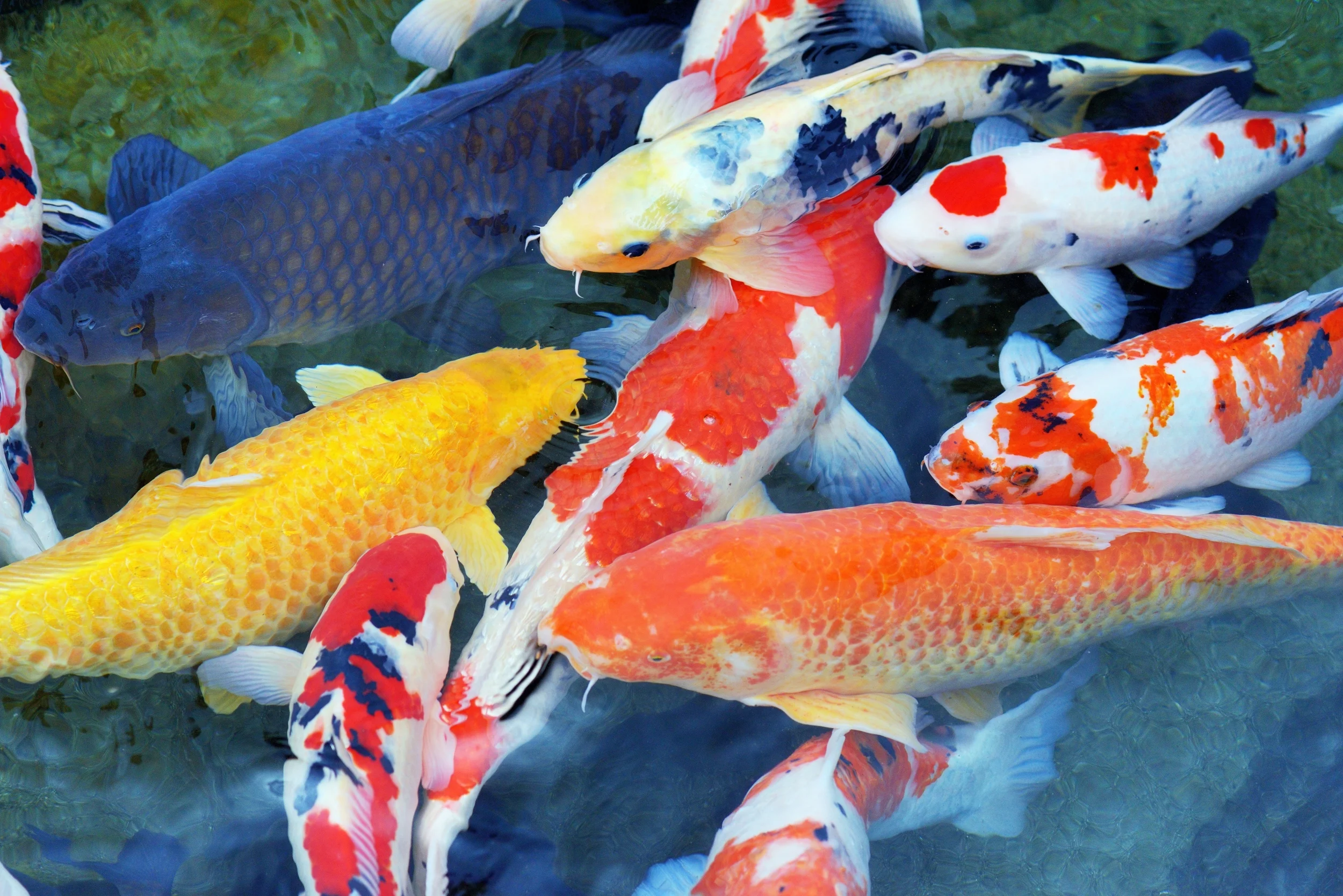 Beautiful Japanese Koi Fish